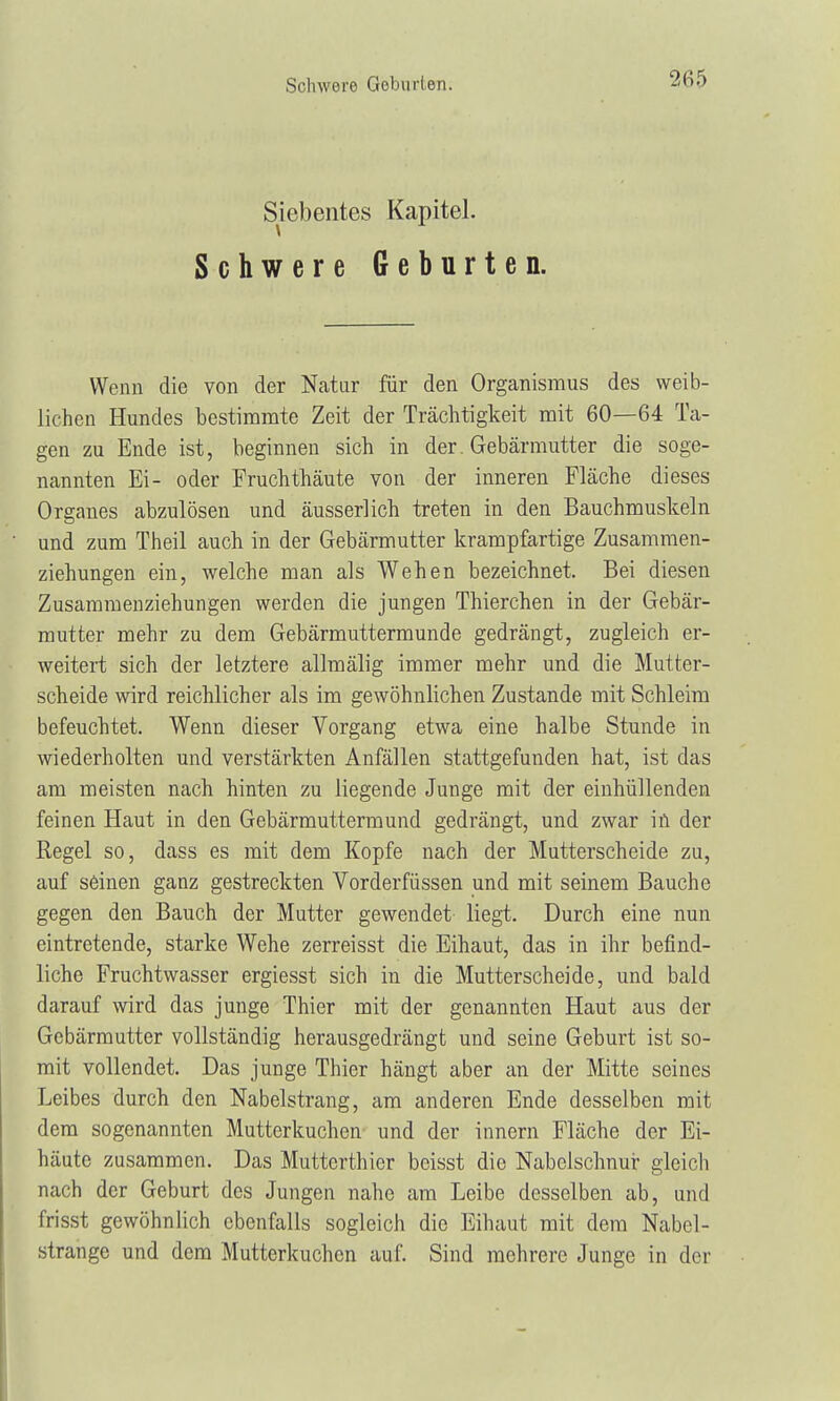 Siebentes Kapitel. Schwere Geburten. Wenn die von der Natur für den Organismus des weib- lichen Hundes bestimmte Zeit der Trächtigkeit mit 60—64 Ta- gen zu Ende ist, beginnen sich in der. Gebärmutter die soge- nannten Ei- oder Fruchthäute von der inneren Fläche dieses Organes abzulösen und äusserlich treten in den Bauchmuskeln und zum Theil auch in der Gebärmutter krampfartige Zusammen- ziehungen ein, welche man als Wehen bezeichnet. Bei diesen Zusammenziehungen werden die jungen Thierchen in der Gebär- mutter mehr zu dem Gebärmuttermunde gedrängt, zugleich er- weitert sich der letztere allmälig immer mehr und die Mutter- scheide wird reichlicher als im gewöhnlichen Zustande mit Schleim befeuchtet. Wenn dieser Vorgang etwa eine halbe Stunde in wiederholten und verstärkten Anfällen stattgefunden hat, ist das am meisten nach hinten zu liegende Junge mit der einhüllenden feinen Haut in den Gebärmuttermund gedrängt, und zwar in der Regel so, dass es mit dem Kopfe nach der Mutterscheide zu, auf seinen ganz gestreckten Vorderfüssen und mit seinem Bauche gegen den Bauch der Mutter gewendet liegt. Durch eine nun eintretende, starke Wehe zerreisst die Eihaut, das in ihr befind- liche Fruchtwasser ergiesst sich in die Mutterscheide, und bald darauf wird das junge Thier mit der genannten Haut aus der Gebärmutter vollständig herausgedrängt und seine Geburt ist so- mit vollendet. Das junge Thier hängt aber an der Mitte seines Leibes durch den Nabelstrang, am anderen Ende desselben mit dem sogenannten Mutterkuchen und der innern Fläche der Ei- häute zusammen. Das Mutterthier beisst die Nabelschnur gleich nach der Geburt des Jungen nahe am Leibe desselben ab, und frisst gewöhnlich ebenfalls sogleich die Eihaut mit dem Nabel- strange und dem Mutterkuchen auf. Sind mehrere Junge in der