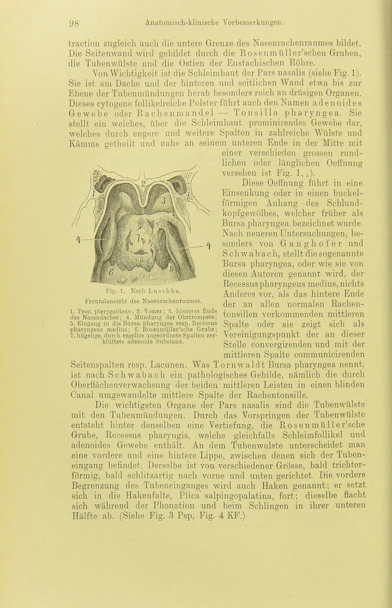 Kämme getlieilt und nahe traction zugleich auch die untere Grenze des Nasenrachenraumes bildet. Die Seitenwand wird gebildet durch die Rosenraüller'schen Gruben, die Tubenwülste und die Ostien der Eustachischen Röhre. Von Wichtigkeit ist die Schleimhaut der Pars nasalis (siehe Fig. 1). Sie ist am Dache und der hinteren und seitlichen Wand etwa bis zur Ebene der Tubenmündungen herab besonders reich an drüsigen Organen. Dieses cytogene follikelreiche Polster führt auch den Namen adenoides Gewebe oder Rachenmandel — Tonsilla pharyngea. Sie stellt ein weiches, über die Schleimhaut prominirendes Gewebe dar, welches durch engere und weitere Spalten in zahlreiche Wülste und an seinem unteren Ende in der Mitte mit einer verschieden grossen rund- lichen oder länglichen Oeffnung versehen ist Fig. l,^). Diese Oeffnung führt in eine Einsenkung oder in einen buckei- förmigen Anhang des Schlund- kopfgewölbes, welcher früher als Bursa pharyngea bezeichnet wurde. Nach neueren Untersuchungen, be- sonders von G a n g h 0 f e r und S ch w ab a e h, stellt die sogenannte Bursa pharyngea, oder wie sie von diesen Autoren genannt wird, der Recessuspharyngeus medius, nichts Anderes vor, als das hintere Ende der an allen normalen Rachen- tonsillen vorkommenden mittleren Spalte oder sie zeigt sich als Vereinigungspunkt der an dieser Stelle convergirenden und mit der mittleren Spalte communicirenden Seitenspalten resp. Lacunen. Was Tornwaldt Bursa pharjmgea nennt, ist nach Schwab ach ein pathologisches Gebilde, nämlich die durch Oberflächenverwachsung der beiden mittleren Leisten in einen blinden Canal umgewandelte mittlere Spalte der Rachentonsille. Die wichtigsten Organe der Pars nasalis sind die Tubenwülste mit den Tubenmündungen. Durch das Vorspringen der Tubenwülste entsteht hinter denselben eine Vertiefung, die Rosenmüller'sche Grube, Recessus pharyngis, welche gleichfalls SchleimfoUikel und adenoides Gewebe enthält. An dem Tubenwulste unterscheidet man eine vordere und eine hintere Lippe, zwischen denen sich der Tuben- eingang befindet. Derselbe ist von verschiedener Grösse, bald trichter- förmig, bald schlitzartig nach vorne und unten gerichtet. Die vordere Begrenzung des Tubeneinganges wird auch Haken genannt; er setzt sich in die Hakenfalte, Plica' salpingopalatina, fort; dieselbe flacht sich während der Phonation und beim Schlinaen in ihrer unteren Hälfte ab. (Siehe Fig. 3 Psp, Fig. 4 KF.) !■ 1-. 1. N:!c!i L Ii 1, Frontalansiclit des Nasenraclienraumes. 1. Proc. pterygoideus; 2. Votner; 3. hiiiteies Ende des NasendacSes; 4. Mündung der Ohrtrompete; 5. Eingang in die Bursa pliaryngea resp. Recessus pharyngeus medius; 6. Rosenmüller'sclie Grube; 7. hügelige, durch regellos angeordnete Spalten zer- Idüftete adenoide Substanz.