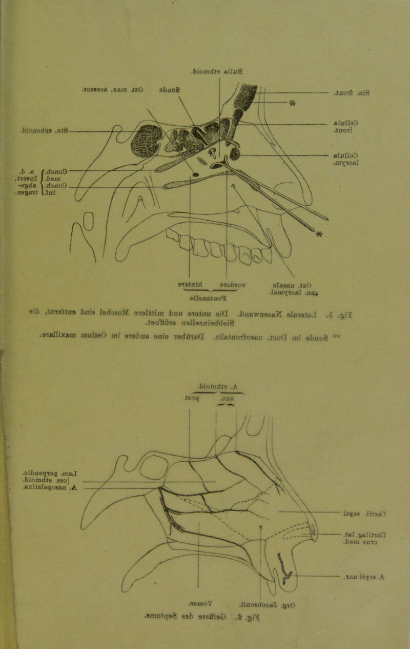 .biomifls ttllaB. .inoTl alalhO allsnsiao'i .^9ftHö^9 iiollasalsöÖQili