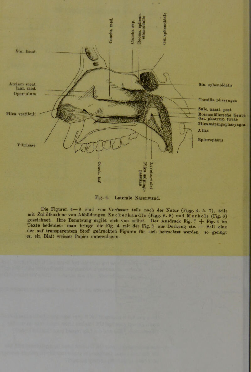 Siu. front. Atrium meat. [nar. med. Operculum Plica vestibuli Vibrissae Sin. spbenoidaliB Tonsilla j)baryngea Sulc. nasal, pogt. Bosenmüllersche Grube Ost. pbaryng. tubae Plica salpingopharyagea Atlas / Epistroptaeus a n c Fig. 4. Laterale Nasenwand. Die Figuren 4—8 sind vom Verfasser teils nach der Natur (Figg. 4. 5. 7), teils mit Zuhilfenahme von Abbildungen Zuckerkandis (Figg. 6. 8) und Merkels (Fig. 6) gezeichnet. Ihre Benutzung ergibt sich von selbst. Der Ausdruck Fig. 7 + Fig. 4 im Texte bedeutet: man bringe die Fig. 4 mit der Fig. 7 zur Deckung etc. — Soll eine der auf transparentem Stoff gedruckten Figuren für sich betrachtet werden, so genügt es, ein Blatt weisses Papier unterzulegen.