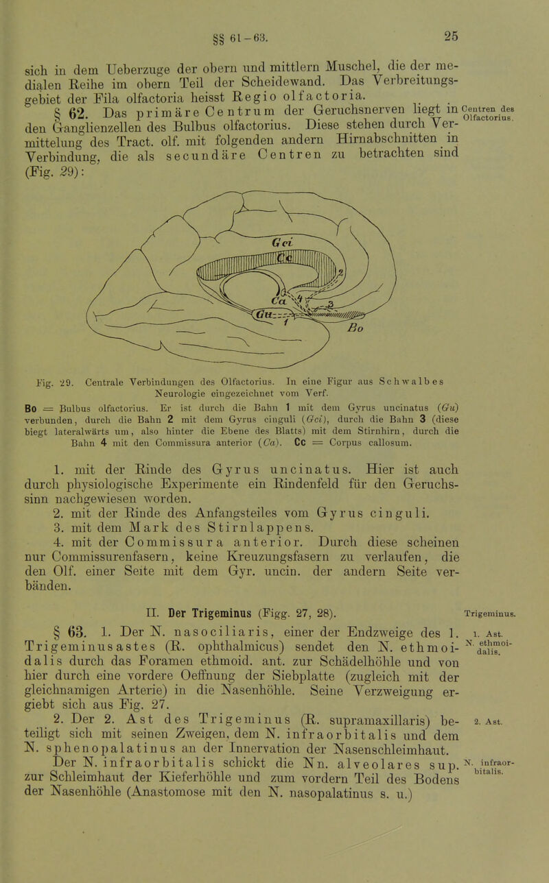 §§ 61-63. sich in dem Ueberzuge der obern und mittlem Muschel, die der me- dialen Eeihe im obern Teil der Scheidewand. Das Verbreitungs- gebiet der Fila olfactoria heisst Regio olfactoria. ^62. Das primäre Centrum der Geruchsnerven liegt mcen^tren^^^^^ den Ö-anglienzellen des Bulbus olfactorius. Diese stehen durch Ver- mittelung des Tract. olf. mit folgenden andern Hirnabschnitten m Verbindung, (Fig. 29): die als secundäre Centren zu betrachten sind Fig. 29. Centrale Verbindungen des Olfactorius. In eine Figur aus Schwalbes Neurologie eingezeichnet vom Verf. Bo = Bulbus olfactorius. Er ist durch die Bahn 1 mit dem Gyrus uncinatus {Gu) verbunden, durch die Bahn 2 mit dem Gyrus cinguli {Gci), durch die Bahn 3 (diese biegt lateralwärts um, also hinter die Ebene des Blatts) mit dem Stirnhirn, durch die Bahn 4 mit den Commissura anterior (Ca). Cc = Corpus callosum. 1. mit der E,iude des Gyrus uncinatus. Hier ist auch durch physiologische Experimente ein Rindenfeld für den Geruchs- sinn nachgewiesen worden. 2. mit der Rinde des Anfangsteiles vom Gyrus cinguli. 3. mit dem Mark des Stirnlappens. 4. mit der Commissura anterior. Durch diese scheinen nur Commissurenfasern, keine Kreuzungsfasern zu verlaufen, die den Olf. bänden. einer Seite mit dem Gyr. uncin. der andern Seite ver- II. Der Trigeminus (Figg. 27, 28). Trigeminus, § 63. 1. Der N. nasociliaris, einer der Endzweige des 1. i. Ast. Trigeminusastes (R. ophthalmicus) sendet den N. ethmoi- ■^dS'' dalis durch das Foramen ethmoid. ant. zur Schädelhöhle und von hier durch eine vordere Oeffnung der Siebplatte (zugleich mit der gleichnamigen Arterie) in die Nasenhöhle. Seine Verzweigung er- giebt sich aus Fig. 27. _ 2. Der 2. Ast des Trigeminus (R. supramaxillaris) be- 2. Ast. teiligt sich mit seinen Zweigen, dem N. infraorbitalis und dem !N. sphenopalatinus an der Innervation der Nasenschleimhaut. Der N. infraorbitalis schickt die Nn. alveolares sup. ^ zur Schleimhaut der Kieferhöhle und zum vordem Teil des Bodens der Nasenhöhle (Anastomose mit den N. nasopalatinus s. u.)