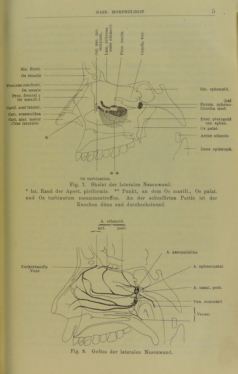 — “fl o3 _• o a . 3 £5 x a ■ EU ° m s i 03 => ►J * * Os turbiuatum. Fig. 7. Skelet der lateralen Nasenwand. * lat. Rand der Apert. piriformis. ** Punkt, an dem Os maxill., Os palat. nnd Os turbinatum Zusammentreffen. An der schraffirten Partie ist der Knochen dünn und durchscheinend. A. ethmoid. ant. post. Fig. 8. Gefäss der lateralen Nasenwand. Sin. front. Os froutis Proc.nas.oss.front. Os nasale Proc. frontal 1 Os maxill. j Cartil. nasi lateral. Cart. sesam oidea Cart. alar. maior (Crus laterale) Sin. sphenoid. [pal. Foram. spheno- Concha med. Proc. pterygoid oss. sphen. Os palat. Arcus atlantis Dens epistroph. Zuckerkandis Vene A. nasal, post. Ven. concomit 1 Venae. A. nasopalatina A. sphenopalat.