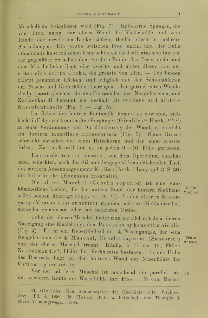 Muschelbein freigelassen wird (Fig. 7). Knöclierne Spangen, die vom Proc. uncin. zur obern Wand der Kieferhöhle und zum Rande der erwähnten Lücke ziehen, theilen diese in mehrere Abtheilungen. Die erste zwischen Proc. uncin. und der Bulla ethmoidalis habe ich schon besprochen,sie ist der Hiatus semilunaris. Ihr gegenüber zwischen dem vordem Rande des Proc. uncin. und dem Muschelbeine liegt eine zweite und hinter dieser und der ersten eine dritte Lücke, die grösste von allen. — Die beiden zuletzt genannten Lücken sind lediglich mit den Schleimhäuten der Nasen- und Kieferhöhle überzogen. Im getrockneten Weich- theilpräparat gleichen sie den Fontanellen des Neugeborenen, und Zuckerkandl benennt sie deshalb als vordere und hintere Nasenfontanelle (Fig. 7 -]- Fig. 5). Im Gebiet der hintern Fontanelle kommt es zuweilen, viel- leicht in Folge von krankhaften Vorgängen (Giral des 17,H arke18S> 2ti) zu einer Verdünnung und Durchlöcherung der Wand, es entsteht ein Ostium maxillare accessorium (Fig. 5). Seine Grösse schwankt zwischen der eines Hirsekorns und der einer grossen Erbse. Zuckerkandl hat es in jedem 9.—10. Falle gefunden. Den vordersten und obersten, von dem Operculum conchae med. bedeckten, nach der Stirnhöhlengegend hinaufziehenden Theil des mittlern Nasenganges nennt I\ i 11 i an (Arcli. f.Laryngol. 3. S. 30) die Stirnbucht (Recessus frontalis). Die obere Muschel (Concha Superior) ist eine ganz kümmerliche Leiste, die den untern Rand der hintern Siebbein- zellen soeben überragt (Figg. 4 13, 20). In den oberen Nasen- gang (Meatus nasi superior) münden mehrere Siebbeinzellen, entweder gemeinsam oder mit mehreren Ostien. Ueber der oberen Muschel findet man parallel mit dem oberen Nasengang eine Einziehung, den Recessus sphenoethmoidalis (Fig. 4). Er ist ein Ueberbleibsel des 4. Nasenganges, der beim Neugeborenen die 4. Muschel, Concha suprema (Santorini) von der oberen Muschel trennt. Häufig, in 55 von 150 Fällen Zuckerkandis6, bleibt dies Verhältniss bestehen, ln der Höhe des Recessus liegt an der hinteren Wand der Nasenhöhle das Ostium sphenoidale.1 A or der mittleren Muschel ist manchmal ein parallel mit der vorderen Kante der Nasenhöhle (de' Figg. 1, 2) vom Nasen- 9 Obere Muschel Vierte Muschel LO ln Giraldes: Ueb. Schleimcysten der Oberkieferhöhle. Virchows Arch. Bd. 9. 1856. 18. Harke: Beitr. z. Pathologie und Therapie d. obern Athmungswege. 1895.