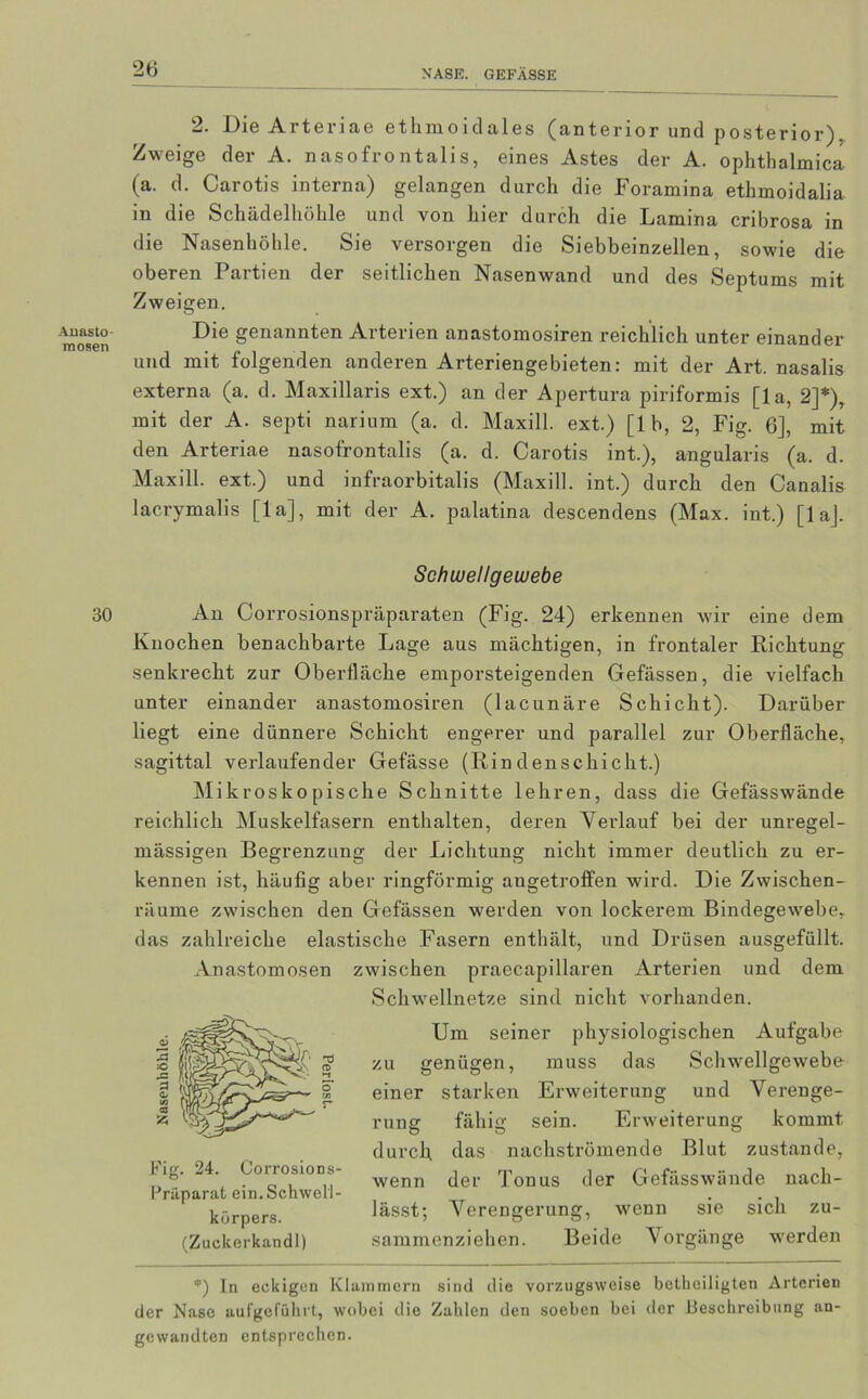 2. Die Arteriae etlimoidales (anterior und posterior). Zweige der A. nasofrontalis, eines Astes der A. ophthalmica (a. d. Carotis interna) gelangen durch die Foramina ethmoidalia in die Schädelhölile und von hier durch die Lamina cribrosa in die Nasenhöhle. Sie versorgen die Siebbeinzellen, sowie die oberen Partien der seitlichen Nasenwand und des Septums mit Zweigen. Die genannten Arterien anastomosiren reichlich unter einander und mit folgenden anderen Arteriengebieten: mit der Art. nasalis externa (a. d. Maxillaris ext.) an der Apertura piriformis [la, 2]*), mit der A. septi narium (a. d. Maxill. ext.) [lb, 2, Fig. 6], mit den Arteriae nasofrontalis (a. d. Carotis int.), angularis (a. d. Maxill. ext.) und infraorbitalis (Maxill. int.) durch den Canalis lacrymalis [la], mit der A. palatina descendens (Max. int.) [1 aj. Schcuellgewebe An Corrosionspräparaten (Fig. 24) erkennen wir eine dem Knochen benachbarte Lage aus mächtigen, in frontaler Richtung senkrecht zur Oberfläche emporsteigenden Gefässen, die vielfach unter einander anastomosiren (lacunäre Schicht). Darüber liegt eine dünnere Schicht engerer und parallel zur Oberfläche, sagittal verlaufender Gefässe (Rindenschicht.) Mikroskopische Schnitte lehren, dass die Gefässwände reichlich Muskelfasern enthalten, deren Verdauf bei der unregel- mässigen Begrenzung der Lichtung nicht immer deutlich zu er- kennen ist, häufig aber ringförmig angetroffen wird. Die Zwischen- räume zwischen den Gefässen werden von lockerem Bindegewebe, das zahlreiche elastische Fasern enthält, und Drüsen ausgefüllt. Anastomosen zwischen praecapillaren Arterien und dem Schwellnetze sind nicht vorhanden. Um seiner physiologischen Aufgabe zu genügen, muss das Schwellgewebe einer starken Erweiterung und Verenge- rung fähig sein. Erweiterung kommt durch das nachströmende Blut zustande, wenn der Tonus der Gefässwände nach- lässt; Verengerung, wenn sie sich zu- sammenziehen. Beide Vorgänge werden *) In eckigen Klammern sind die vorzugsweise betheiligten Arterien der Nase aufgeführt, wobei die Zahlen den soeben bei der Beschreibung an- gewandten entsprechen. Fig. 24. Corrosions- Präparat ein. Schwell- körpers. (Zuclcerkandl)