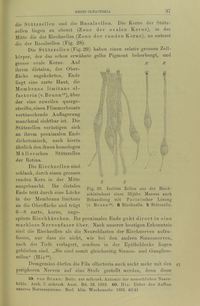 87 R f R die Stützzellen und die Basalzellen. Die Kerne der Stütz- zellen liegen zu oberst (Zone der ovalen Kerne), in der Mitte die der Riechzellen (Zone der runden Kerne), zu unterst die der Basalzellen (Fig. 28). Die Stützzellen (Fig. 29) haben einen relativ grossen Zell- körper, der das schon erwähnte gelbe Pigment beherbergt, und grosse ovale Kerne. Auf ihrem distalen, der Ober- fläche zugekehrten, Ende liegt eine zarte Haut, die Membrana limitans ol- factoria (v.Brunn59), über der eine zuweilen querge- streifte, einen Flimmerbesatz vortäuschende Auflagerung manchmal sichtbar ist. Die Stützzellen verästigen sich an ihrem proximalen Ende dichotomisck, auch hierin ähnlich den ihnen homologen Müll ersehen Stützzellen der Retina. Die Riechzellen sind schlank, durch einen grossen runden Kern in der Mitte ausgebaucht. Ihr distales Ende tritt durch eine Lücke der Membrana limitans V m an die Oberfläche und trägt Fig. 29. Isolirte Zellen aus der Riech- schleimhaut eines 35jähr. Mannes nach Behandlung mit Pacinischer Lösung (v. Brunn59). R Ricchzelle. S Stützzelle. 6—8 zarte, kurze, zuge- spitzte Riechhärchen. Ihr proximales Ende geht direct in eine marklose Nervenfaser über. Nach unserer heutigen Erkenntnis sind die Rieclizellen als die Neuroblasten der Riechnerven aufzu- fassen, nur dass sie nicht, wie bei den andern Sinnesnerven, nach der Tiefe verlagert, sondern in der Epitheldecke liegen geblieben sind. „Sie sind somit gleichzeitig Sinnes- und Ganglien- zellen“ (Hise0). Demgemäss dürfen die Fila olfactoria auch nicht mehr mit den peripheren Nerven auf eine Stufe gestellt werden, denn diese 59. von Brunn: Beitr. zur mikrosk. A.ntomie der menschlichen Nasen- unseres Nervensystems. Berl. ldin. Woehenschr. 1893. 40/41. 42