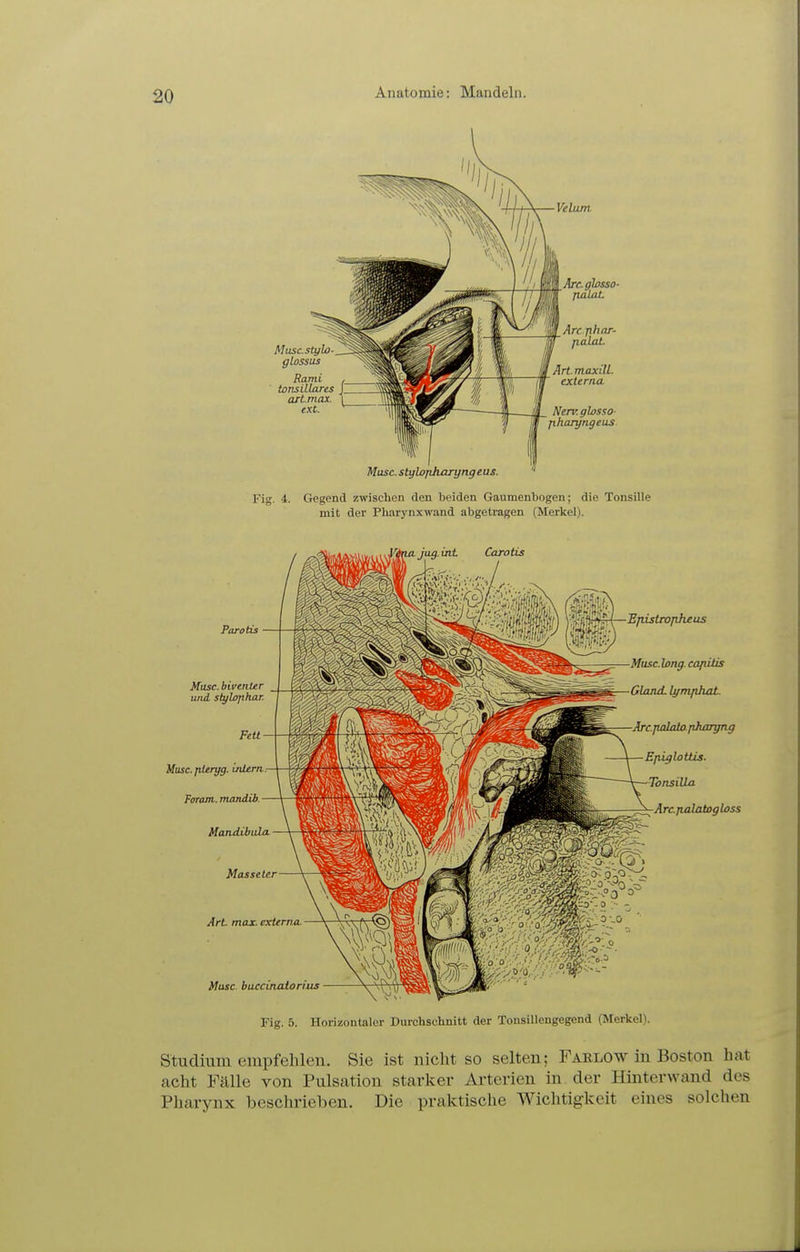 Anatomie: Mandeln. Musc.stylo- glossus Rami tonsillares artmax. ext. Velum ÄTcghsso- jxÄLaL Are phar- p.alaL ArtmaxiU. externa Nerv.ghsso- fiharyngeus Mose, stylojiharyngeus. Fig. 4. Gegend zwischen den beiden Gaumenbogen; die Tonsille mit der Pharyiixwand abgetragen (Merkel). Uli Carotis Parotis Mose, biventer und slylophar. Fett Musc.jileryg. inlern Faram. numdib. Mandibula Masse Itr Art max. externa. Muse, bucciiudonus istrojiheas Muse. long, cajiitis GUmd. ü/mfihat .jialalo.phargn^ Epiglottis. •Ibnsiüa Arcfialatoghss Fig. 5. Horizontaler Durchschnitt der Tonsillengegend (Merkel). Studium empfehlen. Sie ist nicht so selten; Fablow in Boston hat acht Fälle von Pulsation starker Arterien in der Hinterwand des Pharynx beschrieben. Die praktische Wichtigkeit eines solchen