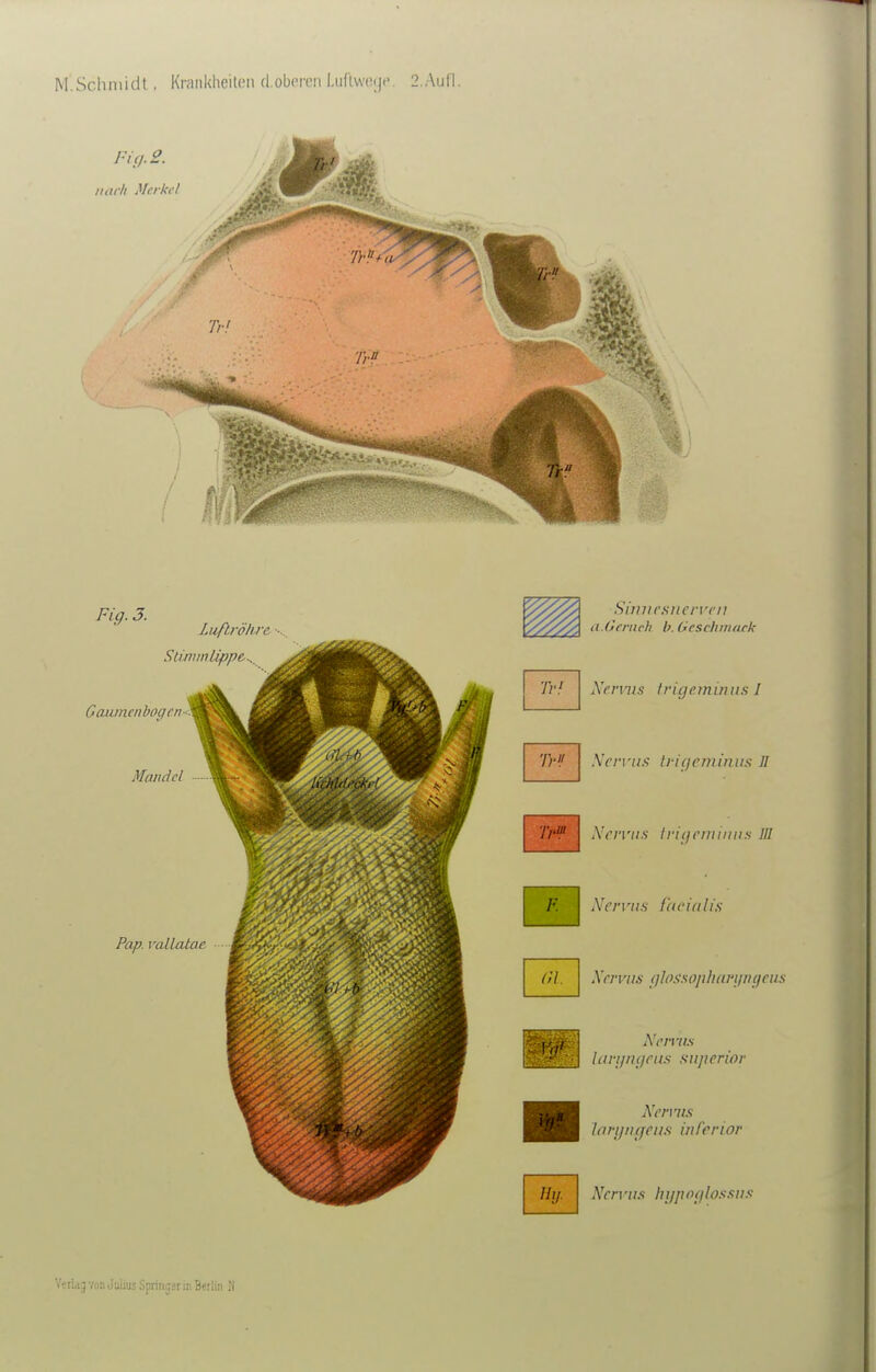 Fi (1.2. iiiirh Merkel Tr Fig. 3. Liiflröfire, Suwmäppe^^ Gaiunenbogcn- Mandel Pap. vallatae Tr« Siimr.sitervcii a.Oenich b.Geschinack Kenns trigeminus I \'cr\-its Ij-ifjeminus JI TrV XriTits h-igcniimis in F. Nervus facialis Cd. Hij. Xrn'ii.'i (]lo.isophariitiifeiis A'rmi.s laningpus snjicrior larijiujeii.H inferior Xrn-ii.<i lnfpo<ilos.<:ii.^-