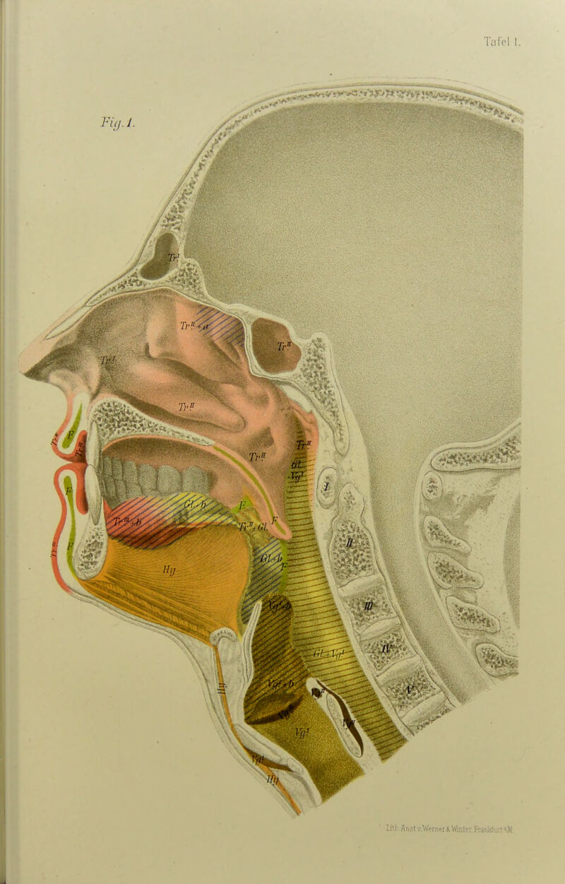rtiist v.WprnetiWinter.Frankfurt«iM