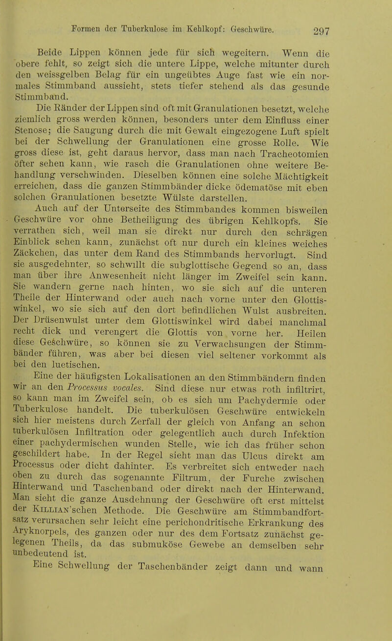 Beide Lippen können jede für sich wegeitern. Wenn die obere fehlt, so zeigt sich die untere Lippe, welche mitunter durch den weissgelben Belag für ein ungeübtes Auge fast wie ein nor- males Stimmband aussieht, stets tiefer stehend als das gesunde Stimmband. Die Eänder der Lippen sind oft mit Granulationen besetzt, welche ziemlich gross werden können, besonders unter dem Einfluss einer Stenose; die Saugung durch die mit Gewalt eingezogene Luft spielt bei der Schwellung der Granulationen eine grosse Rolle. Wie gross diese ist, geht daraus hervor, dass man nach Tracheotomien öfter sehen kann, Avie rasch die Granulationen ohne weitere Be- handlung verschwinden. Dieselben können eine solche Mächtigkeit erreichen, dass die ganzen Stimmbänder dicke ödematöse mit eben solchen Granulationen besetzte Wülste darstellen. Auch auf der Unterseite des Stimmbandes kommen bisweilen Geschwüi-e vor ohne Betheiligung des übrigen Kehlkopfs. Sie verrathen sich, weil man sie direkt nur durch den schrägen Einblick sehen kann, zunächst oft nur durch ein kleines weiches Zäckchen, das unter dem Eand des Stimmbands hervorlugt. Sind sie ausgedehnter, so schwillt die subglottische Gegend so an, dass man über ihre Anwesenheit nicht länger im Zweifel sein kann. Sie wandern gerne nach hinten, wo sie sich auf die unteren Theile der Hinterwand oder auch nach vorne unter den Glottis- winkel, wo sie sich auf den dort befindlichen Wulst ausbreiten. Der Drüsenwulst unter dem Glottiswinkel wird dabei manchmal recht dick und verengert die Glottis von vorne her. Heilen diese Geschwüre, so können sie zu Verwachsungen der Stimm- bänder führen, was aber bei diesen viel seltener vorkommt als bei den luetischen. Eine der häufigsten Lokalisationen an den Stimmbändern finden wir an den Processus vocales. Sind diese nur etwas roth iufiltrirt, so kann man im Zweifel sein, ob es sich um Pachydermie oder Tuberkulose handelt. Die tuberkulösen Geschwüre entwickeln sich hier meistens durch Zerfall der gleich von Anfang an schon tuberkulösen Infiltration oder gelegentlich auch durch Infektion einer pachydermischen wunden Stelle, wie ich das früher schon geschildert habe. In der Regel sieht man das Ulcus direkt am Processus oder dicht dahinter. Es verbreitet sich entweder nach oben zu durch das sogenannte Filtrum, der Furche zwischen Hinterwand und Taschenband oder direkt nach der Hinterwand. Man sieht die ganze Ausdehnung der Geschwüre oft erst mittelst der KiLLiAN'schen Methode. Die Geschwüre am Stimmbandfort- satz verursachen sehr leicht eine perichondritische Erkrankung des Aryknorpels, des ganzen oder nur des dem Fortsatz zunächst ge- legenen Theils, da das submuköse Gewebe an demselben sehr unbedeutend ist. Eine Schwellung der Taschenbänder zeigt dann und wann