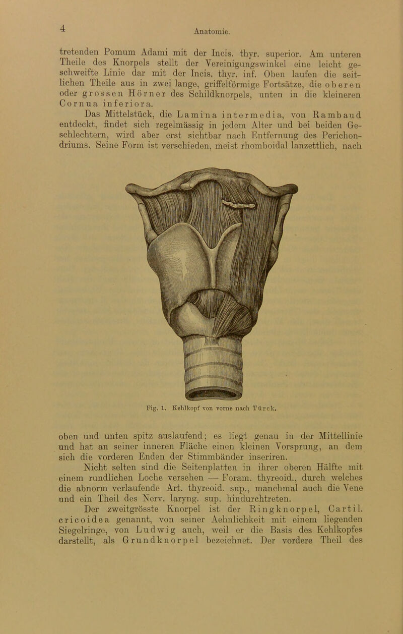 tretenden Pomum Adami mit der Incis. tliyr. suporior. Am unteren Theile des Knorpels stellt der Vereinigungswinkel eine leicht ge- schweifte Linie dar mit der Incis. thyr. inf. Oben laufen die seit- lichen Theile aus in zwei lange, grifPelförmige Fortsätze, die oberen oder grossen Hörner des Schildknorpels, unten in die kleineren Cornua inferiora. Das Mittelstück, die Lamina intermedia, von Rambaud entdeckt, findet sich regelmässig in jedem Alter und bei beiden Ge- schlechtern, wird aber erst sichtbar nach Entfernung des Perichon- driums. Seine Form ist verschieden, meist rhomboidal lanzettlich, nach Fig. 1. Kehlkopf von vorne nach Türck. oben und unten spitz auslaufend; es liegt genau in der Mittellinie nnd hat an seiner inneren Fläche einen kleinen Vorsprung, an dem sich die vorderen Enden der Stimmbänder inseriren. Nicht selten sind die Seitenplatten in ihrer oberen Hälfte mit einem rundlichen Loche versehen —• Foram. thyreoid., dm*ch welches die abnorm verlaufende Art. thyreoid. sup., manchmal auch die Vene und ein Theil des Nerv, laryng. sup. hindurchtreten. Der zweitgrösste Knorpel ist der Ringknorpel, Cartil. cricoidea genannt, von seiner Aehnlichkeit mit einem liegenden Siegelringe, von Ludwig auch, weil er die Basis des Kehlkopfes darstellt, als Grundknorpel bezeichnet. Der vordere Theil des