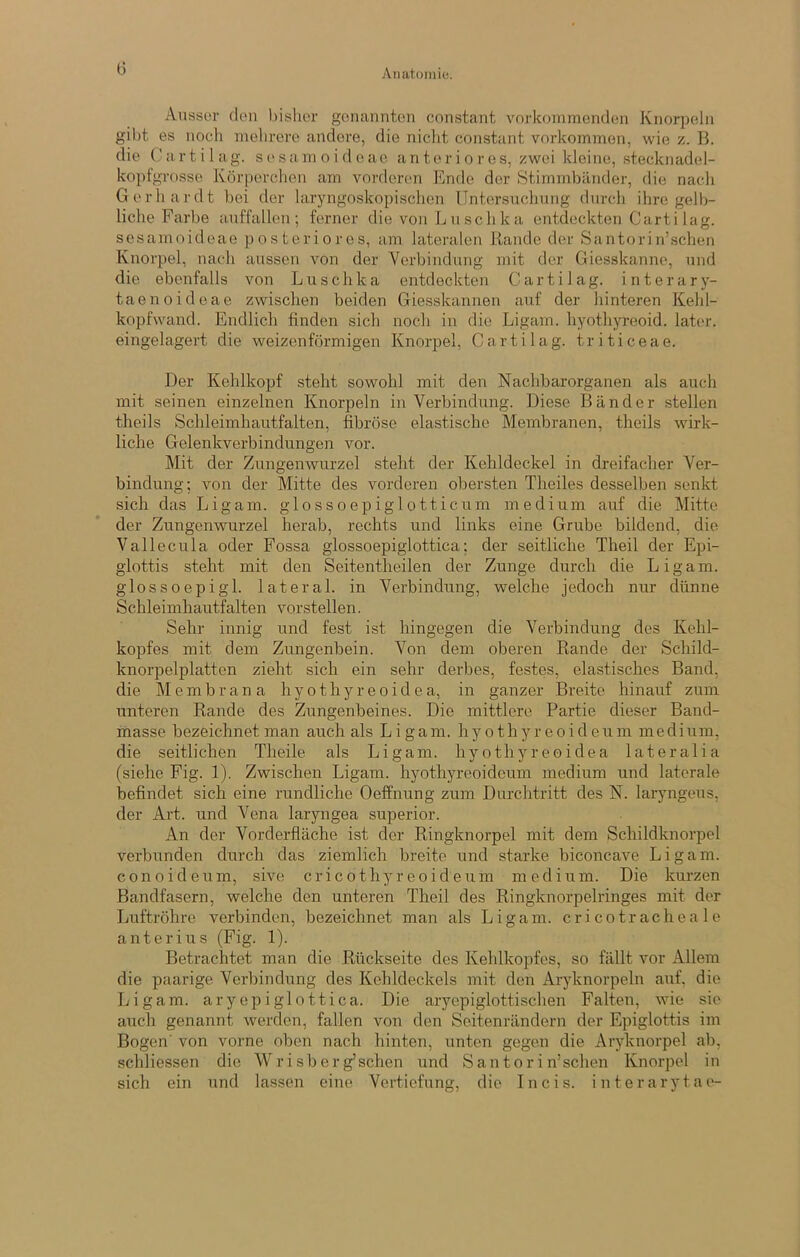 G Ausser den ))islior genannten constant vnrkoinmenden Knorpeln gibt es nocli niolirere andere, die nicht constant Vorkommen, wie z. B. die Cartilag. sesamoideae an teri o res, zwei kleine, stecknadel- kopfgrosse Körperclien am vorderen Ende der Stimmbänder, die nach Gerhardt bei der laryngoskopischen Untersuchung durch ihre gelb- liche Farbe auffallen; ferner die von L u sc h k a entdeckten Carti lag. sesamoideae posteriores, am lateralen Rande der Santorin’schen Knorpel, nach aussen von der Verbindung mit der Giesskanne, und die ebenfalls von Luschka entdeckten Cartilag. interary- taenoideae zwischen beiden Giesskannen auf der hinteren Kehl- kopfwand. Endlich finden sich noch in die Ligam. hyothyreoid. later, eingelagert die weizenförmigen Knorpel, Cartilag. triticeae. Der Kehlkopf steht sowohl mit den Nachbarorganen als auch mit seinen einzelnen Knorpeln in Verbindung. Diese Bänder stellen theils Schleimhautfalten, fibröse elastische Membranen, theils wirk- liche Gelenkverbindungen vor. Mit der Zungenwurzel steht der Kehldeckel in dreifacher Ver- bindung; von der Mitte des vorderen obersten Theiles desselben senkt sich das Ligam. glossoepiglotticum medium auf die Mitte der Zungenwurzel herab, rechts und links eine Grube bildend, die Vallecula oder Fossa glossoepiglottica; der seitliche Theil der Epi- glottis steht mit den Seitentheilen der Zunge durch die Ligam. glossoepigl. lateral, in Verbindung, welche jedoch nur dünne Schleimhautfalten vorstellen. Sehr innig und fest ist hingegen die Verbindung des Kehl- kopfes mit dem Zungenbein. Von dem oberen Rande der Schild- knorpelplatten zieht sich ein sehr derbes, festes, elastisches Band, die Membrana hyothyreoidea, in ganzer Breite hinauf zum unteren Rande des Zungenbeines. Die mittlere Partie dieser Band- masse bezeichnet man auch als Ligam. hyothyreoideum medium, die seitlichen Theile als Ligam. hyothyreoidea lateralia (siehe Fig. 1). Zwischen Ligam. hyothyreoideum medium und laterale befindet sich eine rundliche Oeffnung zum Durchtritt des N. laryngeus, der Art. und Vena laryngea superior. An der Vorderfläche ist der Ringknorpel mit dem Schildknorpel verbunden durch das ziemlich breite und starke biconcave Ligam. conoideum, sive cricothyreoideum medium. Die kurzen Bandfasern, welche den unteren Theil des Ringknorpelringes mit der Luftröhre verbinden, bezeichnet man als Ligam. cricotrachea le anterius (Fig. 1). Betrachtet man die Rückseite des Keldkopfes, so fällt vor Allem die paarige Verbindung des Kehldeckels mit den Aryknorpeln auf, die Ligam. aryepiglottica. Die aryepiglottischen Falten, wie sie auch genannt werden, fallen von den Seitenrändern der Epiglottis im Bogen' von vorne oben nach hinten, unten gegen die Aryknorpel ab, schliessen die Wrisb erg’sehen und Santori n’schen Knorpel in sich ein und lassen eine Vertiefung, die Incis. interarytae-