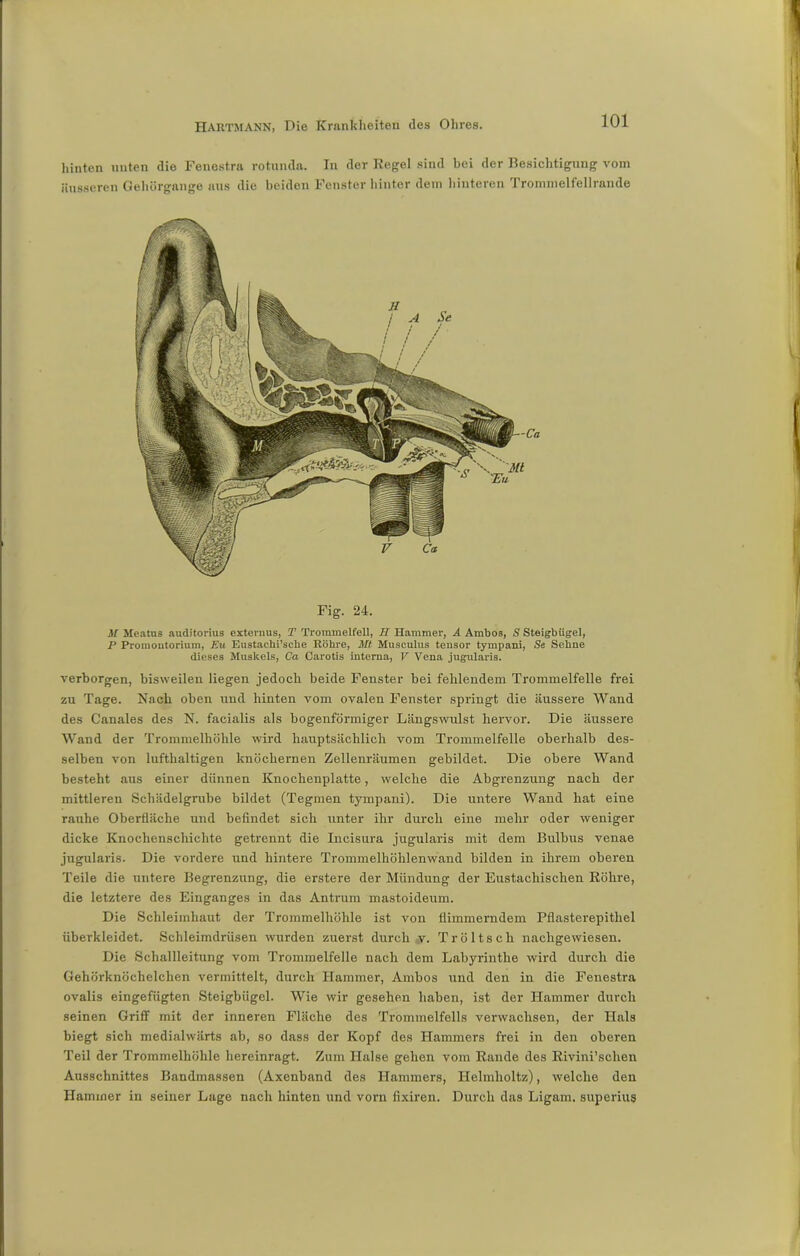 hinten nuten die Fenestra rotunda. In der Kegel sind bei der Besichtigung vom äusseren Gehürgange aus die beiden Fenster hinter dem hinteren Trommelfellrande Fig. 24. M Meatus auditorius externus, T Trommelfell, H Hammer, A Ambos, S Steigbügel, P Promontorium, Eu Eustachische Röhre, Mt Musculus tensor tympani, Se Sehne dieses Muskels, Ca Carotis interna, V Vena jugularis. verborgen, bisweilen liegen jedoch beide Fenster bei fehlendem Trommelfelle frei zu Tage. Nach oben und hinten vom ovalen Fenster springt die äussere Wand des Canales des N. facialis als bogenförmiger Längswulst hervor. Die äussere Wand der Trommelhöhle wird hauptsächlich vom Trommelfelle oberhalb des- selben von lufthaltigen knöchernen Zellenräumen gebildet. Die obere Wand besteht aus einer dünnen Knochenplatte, welche die Abgrenzung nach der mittleren Schädelgrube bildet (Tegmen tympani). Die untere Wand hat eine rauhe Oberfläche und befindet sich unter ihr durch eine mehr oder weniger dicke Knochenschichte getrennt die Incisura jugularis mit dem Bulbus venae jugularis. Die vordere und hintere Trommelhöhlenwand bilden in ihrem oberen Teile die untere Begrenzung, die erstere der Mündung der Eustachischen Röhre, die letztere des Einganges in das Antrum mastoideum. Die Schleimhaut der Trommelhöhle ist von flimmerndem Pflasterepithel überkleidet. Schleimdrüsen wurden zuerst durch v. Tröltsch nachgewiesen. Die Schallleitung vom Trommelfelle nach dem Labyrinthe wird durch die Gehörknöchelchen vermittelt, durch Hammer, Ambos und den in die Fenestra ovalis eingefügten Steigbügel. Wie wir gesehen haben, ist der Hammer durch seinen Griff mit der inneren Fläche des Trommelfells verwachsen, der Hals biegt sich medialwärts ab, so dass der Kopf des Hammers frei in den oberen Teil der Trommelhöhle hereinragt. Zum Halse gehen vom Rande des Rivini’schen Ausschnittes Bandmassen (Axenband des Hammers, Ilelmholtz), welche den Hammer in seiner Lage nach hinten und vorn fixiren. Durch das Ligam. superius