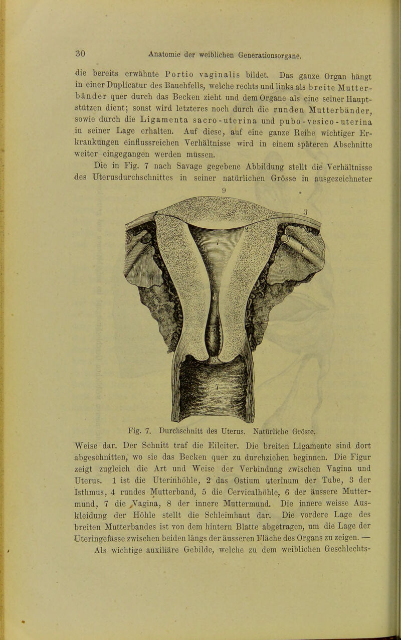 •die bereits erwähnte Portio vaginalis bildet. Das ganze Organ hängt in einer Duplicatur des Bauchfells, welche rechts und links als breite Mutter- bänder quer durch das Becken zieht und dem Organe als eine seiner Haupt- stützen dient; sonst wird letzteres noch durch die runden Mutterbänder, sowie durch die Ligamenta sacro - uterina und pubo - vesico - uterina in seiner Lage erlialten. Auf diese, auf eine ganze Reihe wichtiger Er- krankungen einflussreichen Verhältnisse wird in einem späteren Abschnitte weiter eingegangen werden müssen. Die in Fig. 7 nach Savage gegebene Abbildung stellt die Verhältnisse des Uterusdurchschnittes in seiner natürlichen Grösse in ausgezeichneter 9 Fig. 7. Durchschnitt des Uterus. Natürliche Grösre. Weise dar. Der Schnitt traf die Eileiter. Die breiten Ligamente sind dort abgeschnitten, wo sie das Becken quer zu durchziehen beginnen. Die Figur zeigt zugleich die Art und Weise der Verbindung zwischen Vagina und Uterus. 1 ist die Uterinhöhle, 2 das Ostium uterinum der Tube, 3 der Isthmus, 4 rundes Mutterband, 5 die Cervicalhöhle, 6 der äussere Mutter- mund, 7 die yVagina, 8 der innere Muttermund. Die innere weisse Aus- kleidung der Höhle stellt die Sclileimhaut dar. Die vordere Lage des breiten Mutterbandes ist von dem hintern Blatte abgetragen, um die Lage der Uteringefässe zwischen beiden längs der äusseren Fläche des Organs zu zeigen. — Als wiclitige auxiliäre Gebilde, welclie zu dem weiblichen Geschlechts-