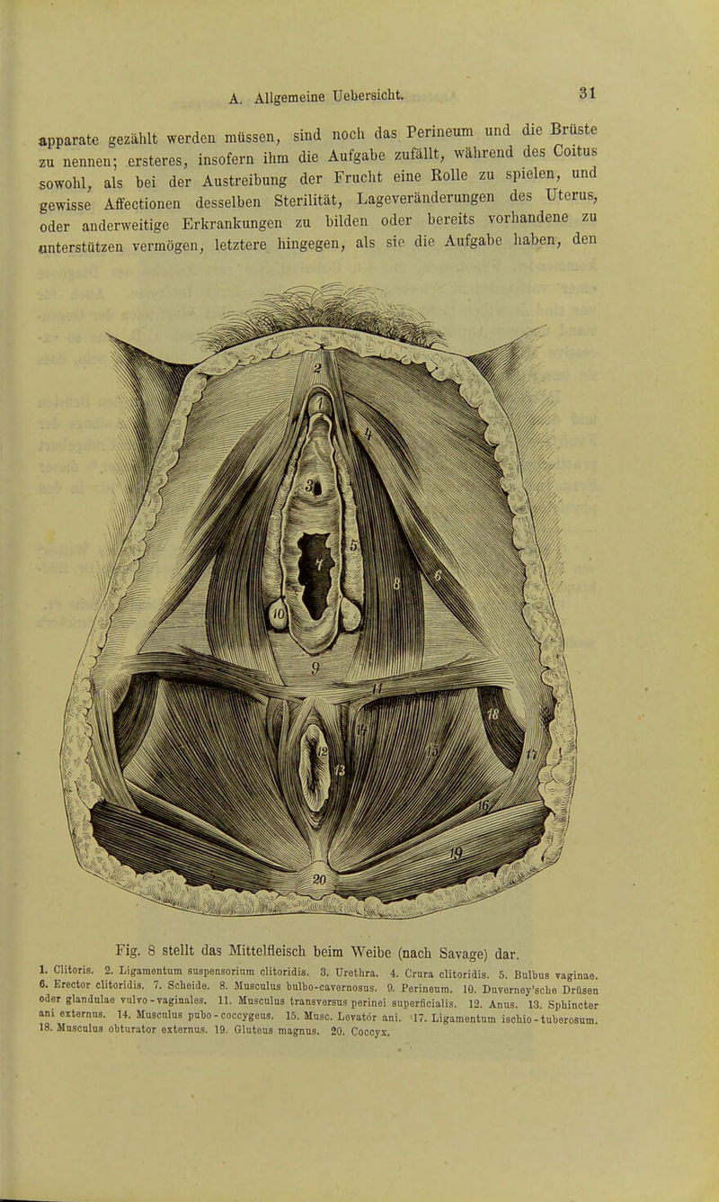 apparate gezählt werden müssen, sind noch das Perineum und die Brüste zu nennen; ersteres, insofern ihm die Aufgabe zufällt, während des Coitus sowohl, als bei der Austreibung der Frucht eine Rolle zu spielen, und ■gewisse Affectionen desselben Sterilität, Lageveränderungen des Uterus, oder anderweitige Erkrankungen zu bilden oder bereits vorhandene zu unterstützen vermögen, letztere hingegen, als sie die Aufgabe haben, den Fig. 8 stellt das Mittelfleisch beim Weibe (nach Savage) dar. 1. Clitoris. 2. Ligamentum Suspensorium clitoridis. 3. Uretlira. 4. Crura clitoridis. 5. Bulbus vaginae. 6. Erector clitoridis. 7. Scheide. 8. Musculus tulbo-cavernosus. 9. Perineum. 10. Duverney'sclie Drttson oder glandnlae vulvo-vaginales. U. Musculus Iransversus perinei superficialis. 12. Anus. 13. Spliincter anioiternus. 14. Musculus pubo - coccygeus. 15. Muse. Lovatör ani. 17. Ligamentum iscbio-tuberosum. 18. Musculus obturator externus. 19. Gluteus raagnns. 20. Coccyx.