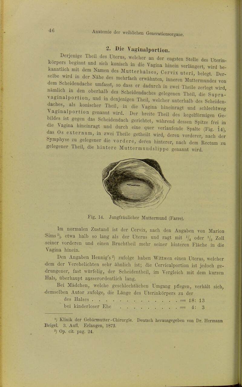 4(3 2. Die Vsigiualportiou. das Os externum, in zwei Theile getheilt wird, deren vorderer, nach der Symphyse zu gelegener die vordere, deren hinterer, nach dem Rectum zu gelegener Theil, die hintere Muttermundslippe genannt wird Im normalen Zustand ist der Cervix, nach den Angaben von Marion Simsi), etwa halb so lang als der Uterus und ragt mit i/^ oder i/., Zoll seiner vorderen und einen Bruchtlieil mehr seiner hinteren Fläche in die Vagina hinein. Den Angaben Hennig's -) zufolge haben Wittwen einen Uterus, welcher -dem der Verehelichten sehr ähnlich ist; die Cervicalportion ist jedoch ge- drungener, fast würfelig, der Sclieidentheil, im Vergleich mit dem kurzen Hals, überhaupt ausserordentlich lang. Bei Mädchen, welche geschlechtlichen Umgang pflegen, verhält sich, «demselben Autor zufolge, die Länge des Uterinkörpers zu der des Halses = 18: 13 bei kinderloser Ehe = 4:3 ^) Klinik der Gebärmutter-Chirurgie. Deutsch herausgegeben von Dr. Hermann -) Op. cit. pag. 24. Fig. 14. Jungfräulicher Muttermund (Farre).
