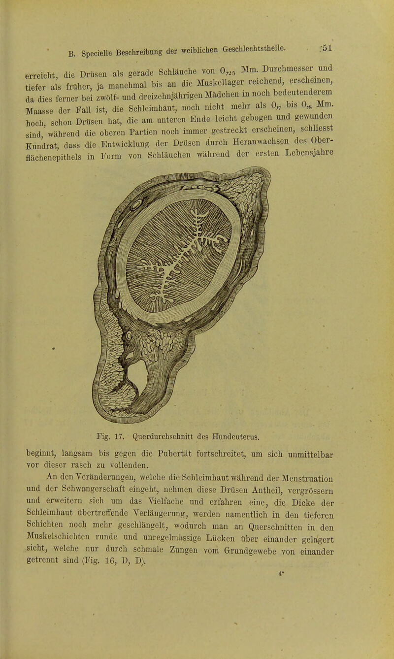 erreicht, die Drüsen als gerade Schläuche von 0,,, Mm. Durchmesser und tiefer als früher, ja manchmal bis an die Muskellager reichend erschemen, da dies ferner bei zwölf- und dreizehnjährigen Mädchen in noch bedeutenderem Maasse der Fall ist, die Schleimhaut, noch nicht mehr als 0„ bis 0,« Mm. hoch schon Drüsen hat, die am unteren Ende leicht gebogen und gewunden sind'während die oberen Partien noch immer gestreckt erschemen, schliesst Kundrat, dass die Entwicklung der Drüsen durch Heranwachsen des Ober- flächenepithels in Form von Schläuchen während der ersten Lebensjahre Fig. 17. Querdurchschnitt des Hundeuterus. beginnt, langsam bis gegen die Pubertät fortschreitet, um sich unmittelbar vor dieser rasch zu vollenden. An den Veränderungen, welche die Schleimhaut während der Menstruation und der Schwangerschaft eingeht, nehmen diese Drüsen Antheil, vergrössern und erweitern sich um das Vielfache und erfahren eine, die Dicke der Schleimhaut übertreffende Verlängerung, werden namentlich in den tieferen Schichten noch mehr geschlängelt, wodurch man an Querschnitten in den Muskelschichten runde und unregelmässige Lücken über einander gelagert sieht, welche nur durch schmale Zungen vom Grundgewebe von einander getrennt sind (Fig. 16, D, D).