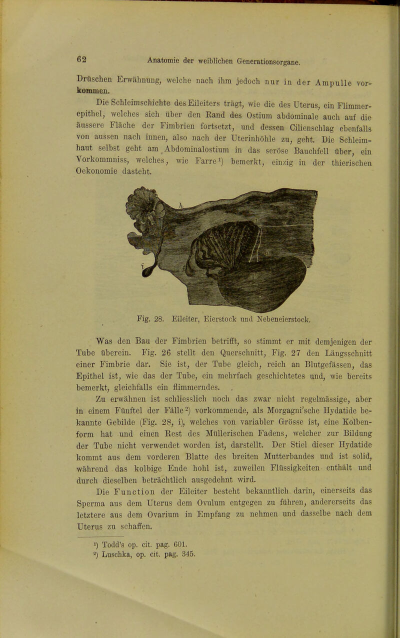 Drüschen Erwähnung, welche nach ihm jedoch nur in der Ampulle vor- kommen. Die Schleimschichte des Eileiters trägt, wie die des Uterus, ein Flimmer- epithel, welches sich über den Rand des Ostium abdominale auch auf die äussere Fläche der Fimbrien fortsetzt, und dessen Cilienschlag ebenfalls von aussen nach innen, also nach der Uterinhöhle zu, geht. Die Schleim- haut selbst geht am Abdominalostium in das seröse Bauchfell über, ein Vorkommniss, welches, wie Farre^) bemerkt, einzig in der thierischen Oekonomie dasteht. Fig. 28. Eileiter, Eierstock und Nebeneierstock. Was den Bau der Fimbrien betrifft, so stimmt er mit demjenigen der Tube überein. Fig. 26 stellt den Querschnitt, Fig. 27 den Längsschnitt einer Fimbrie dar. Sie ist, der Tube gleich, reich an Blutgefässen, das Epithel ist, wie das der Tube, ein mehrfach geschichtetes und, wie bereits bemerkt, gleichfalls ein flimmeriides. Zu erwähnen ist schliesslich noch das zwar nicht regelmässige, aber in einem Fünftel der Fälle 2) vorkommende, als Morgagni'sche Hydatide be- kannte Gebilde (Fig. 28, i), welches von variabler Grösse ist, eine Kolben- form hat und einen Rest des MtiUerischen Fadens, welcher zur Bildung der Tube nicht verwendet worden ist, darstellt. Der Stiel dieser Hj'datide kommt aus dem vorderen Blatte des breiten Mutterbandes und ist solid, während das kolbige Ende hohl ist, zuweilen Flüssigkeiten enthält imd durch dieselben beträchtlich ausgedehnt wird. Die Function der Eileiter besteht bekanntlich darin, einerseits das Sperma aus dem Uterus dem Ovulum entgegen zu führen, andererseits das letztere aus dem Ovarium in Empfang zu nehmen und dasselbe nach dem Uterus zu schaffen. ») Todd's op. cit. pag. 601. 2) Luschka, op. cit. pag. 345.