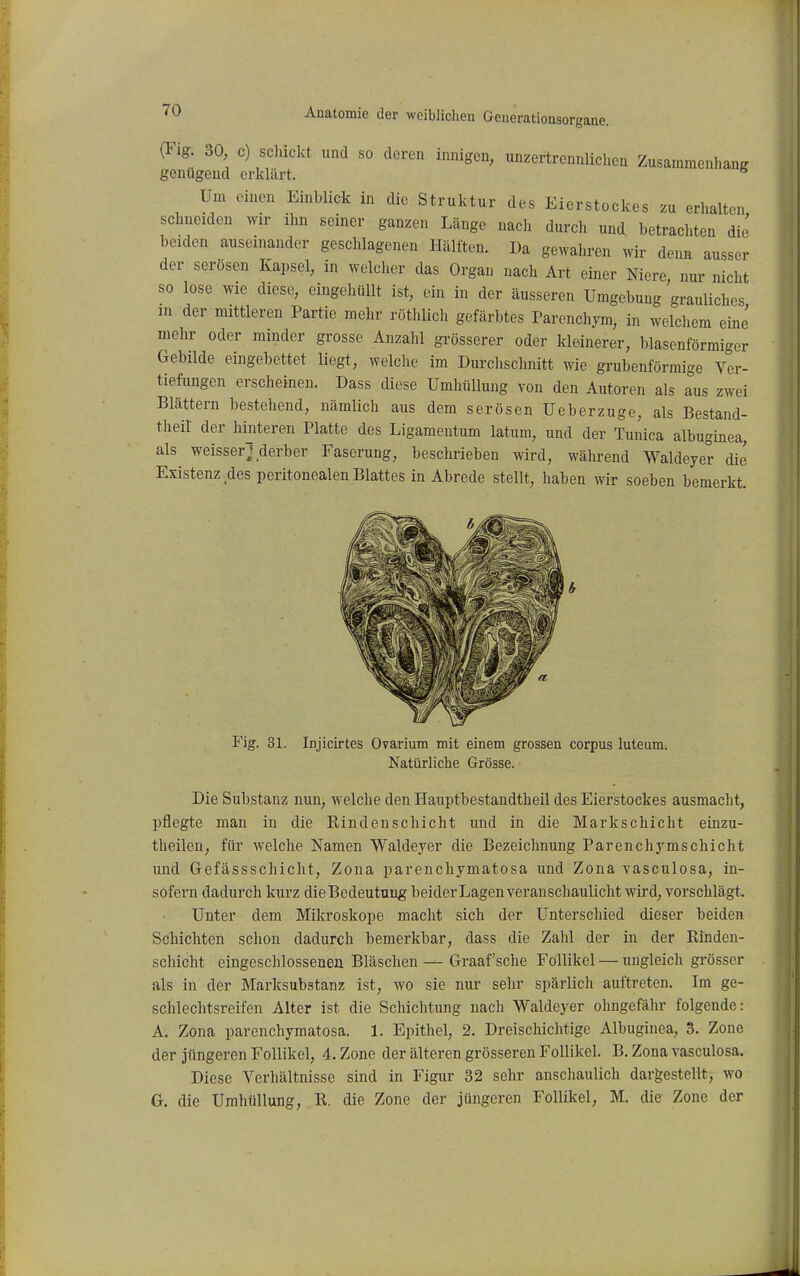 (Fig. 30, c) sclückt und so deren innigen, unzertrennliclicn ZusammenlianK genügend erkLärt.  Um einen Einblick in die Struktur des Eierstockes zu erhalten, schneiden wir ihn seiner ganzen Länge nacli durch und betrachten die beiden auseinander geschlagenen Hälften. Da gewahren wir denn ausser der serösen Kapsel, in welcher das Organ nach Art einer Niere, nur nicht so lose wie diese, eingehüllt ist, ein in der äusseren Umgebung grauliches in der mittleren Partie mehr röthlicli gefärbtes Parenchym, in welchem eine mehr oder minder grosse Anzahl grösserer oder kleinerer, blasenförmiger Gebilde eingebettet liegt, welclie im Durchschnitt wie grubenförmige Ver- tiefungen erscheinen. Dass diese Umhüllung von den Autoren als aus zwei Blättern bestehend, nämlich aus dem serösen Ueberzuge, als Bestand- theil der hinteren Platte des Ligamentum latum, und der Tunica albuginea, als weisser] derber Faserung, beschrieben wird, während Waldeyer die Existenz des peritonealen Blattes in Abrede stellt, haben wir soeben bemerkt. Fig. 31. Injicirtes Ovarium mit einem grossen corpus luteum. Natürliche Grösse. Die Substanz nun, welche den Hauptbestandtheil des Eierstockes ausmacht, pflegte man in die Rindenschicht und in die Markschicht einzu- theilen, für welche Namen Waldeyer die Bezeichnung Parenchymschicht und Grefässschicht, Zona parenchymatosa und Zona vasculosa, in- sofern dadurch kurz die Bedeutung beider Lagen veranschaulicht wird, vorschlägt. Unter dem Mikroskope macht sich der Unterschied dieser beiden Schichten schon dadurch bemerkbar, dass die Zahl der in der Rinden- schicht eingeschlossenen Bläschen — Graafsche Follikel — ungleich grösser als in der Marksubstanz ist, wo sie nur sehr spärlich auftreten. Im ge- schlechtsreifen Alter ist die Schichtung nach Waldeyer ohngefälir folgende: A. Zona parenchymatosa. 1. Epithel, 2. Dreischiclitige Albuginea, 3. Zone der jüngeren Follikel, 4. Zone der älteren grösseren Follikel. B. Zona vasculosa. Diese Verhältnisse sind in Figur 32 sehr anschaulich dargestellt, wo