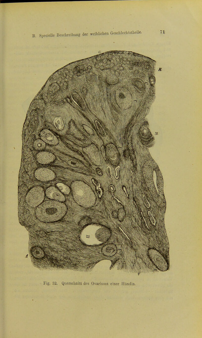 Fig. 32. Querschnitt des Ovariums einer Hündin.