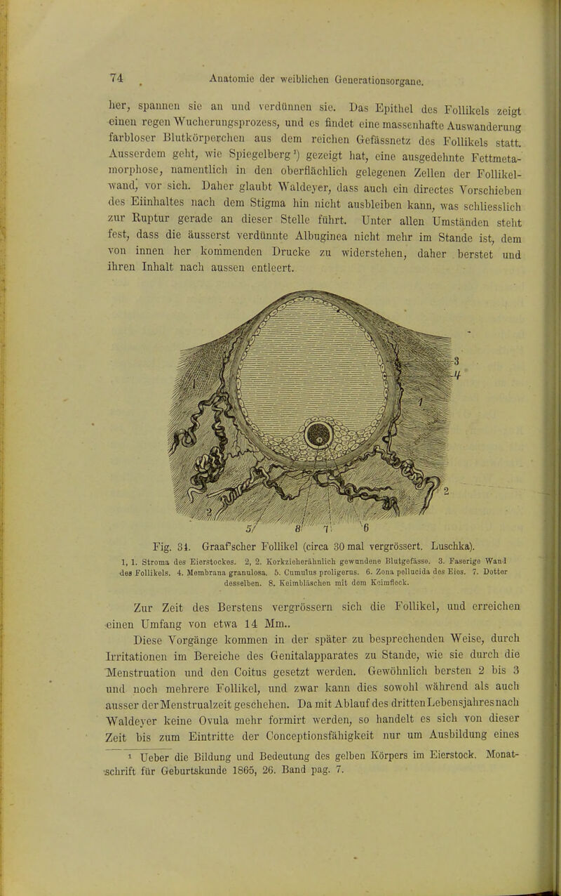 her, spannen sie an und verdünnen sie. Das Epithel des Follikels zeigt einen regen Wucherungsprozess, und es findet eine massenhafte Auswanderung farhloser Blutkörperclien aus dem reichen Gefässnetz dos Follikels statt. Ausserdem geht, wie Spiegelberg') gezeigt hat, eine ausgedehnte Fettmeta- inorphose, namentlicli in den oherBächlicli gelegenen Zellen der Follikel- waud; vor sich. Daher glaubt Waldeyer, dass auch ein directes Vorschieben des Eiinhaltes nach dem Stigma hin niclit ausbleiben kann, was schliesslich zur Ruptur gerade an dieser Stelle fülirt. Unter allen Umständen steht fest, dass die äusserst verdünnte Albuginea nicht mehr im Stande ist, dem von innen her kommenden Drucke zu widerstehen, daher berstet und ihren Inhalt nach aussen entleert. ■'.'w/mi/ / 5/ 8/ T, 6 Fig. 34. Graafscher Follikel (circa 30 mal vergrössert. Luschka). 1, 1. Stroma des Eierstockes. 2, 2. Korkzieherälinlich gewundene Blutgefässe. 3. Faserige Wand 4es f oUikels. 4. Membrana grannlosa. 5. Cumulus proligerus. 6. Zona pellucida des Eies. 7. Dotter desselben. 8. Keimbläschen mit dem Koimfleck. Zur Zeit des Berstens vergrössern sich die Follikel, und erreichen einen Umfang von etwa 14 Mm.. Diese Vorgänge kommen in der später zu besprechenden Weise, durch Irritationen im Bereiche des Genitalapparates zu Stande, wie sie durch die Menstruation und den Coitus gesetzt werden. Gewöhnlicli bersten 2 bis 3 und noch mehrere Follikel, und zwar kann dies sowohl während als auch ausser derMenstrualzeit geschehen. Da mit Ablauf des dritten Lebensjahres nach Waldeyer keine Ovula mehr formirt werden, so handelt es sich von dieser Zeit bis zum Eintritte der Conceptionsfähigkeit nur um Ausbildung eines 1 Ueber die Bildung und Bedeutung des gelben Körpers im Eierstock. Monat- schrift für Geburtskunde 1865, 26. Band pag. 7.