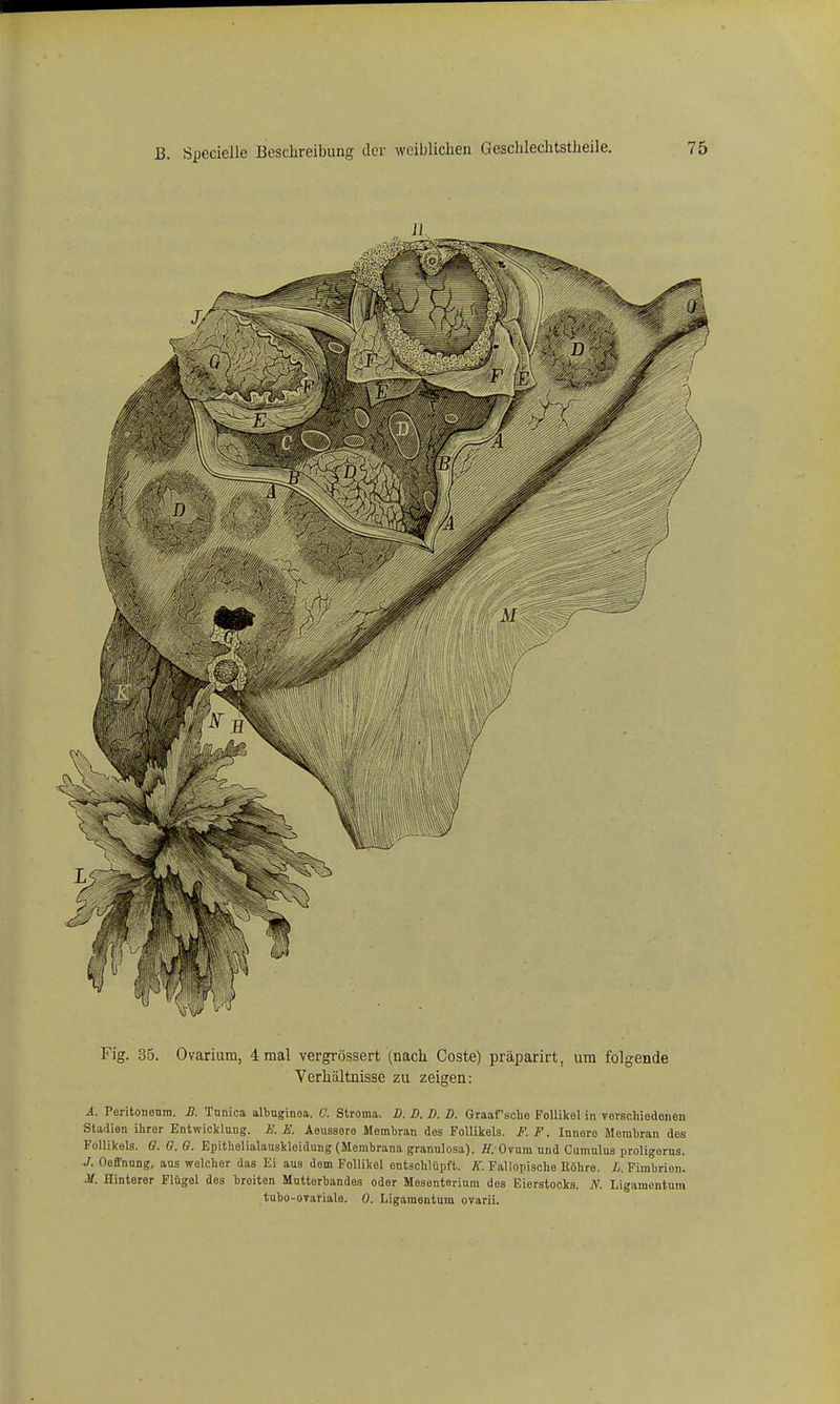 Fig. 35. Ovarium, 4 mal vergrössert (nach Coste) präparirt, um folgende Verhältnisse zu zeigen: A. Poritonenra. B. Tunica albnginea. C. Stroma. D. D. B. D. Graaf'sclie Follikel in veischiedenen Stadien ihrer Entwicklung. E. E. Aeusaere Memljran des Follikels. F. F. Innere Membran des Follikels, ff. G. G. Epithelialanskleidung (Membrana granulosa). if. Ovum und Cumulus proligerus. J. Oeflnung, aus welcher das Ei aus dem Follikel entschlüpft. K. Fallopische Eöhre. L. Fimbrien. M. Hinterer Flügel des breiten Mutterbandes oder Mesenterium des Eierstocks. N. Ligamentum tubo-OTariale. 0. Ligamentum ovarii.