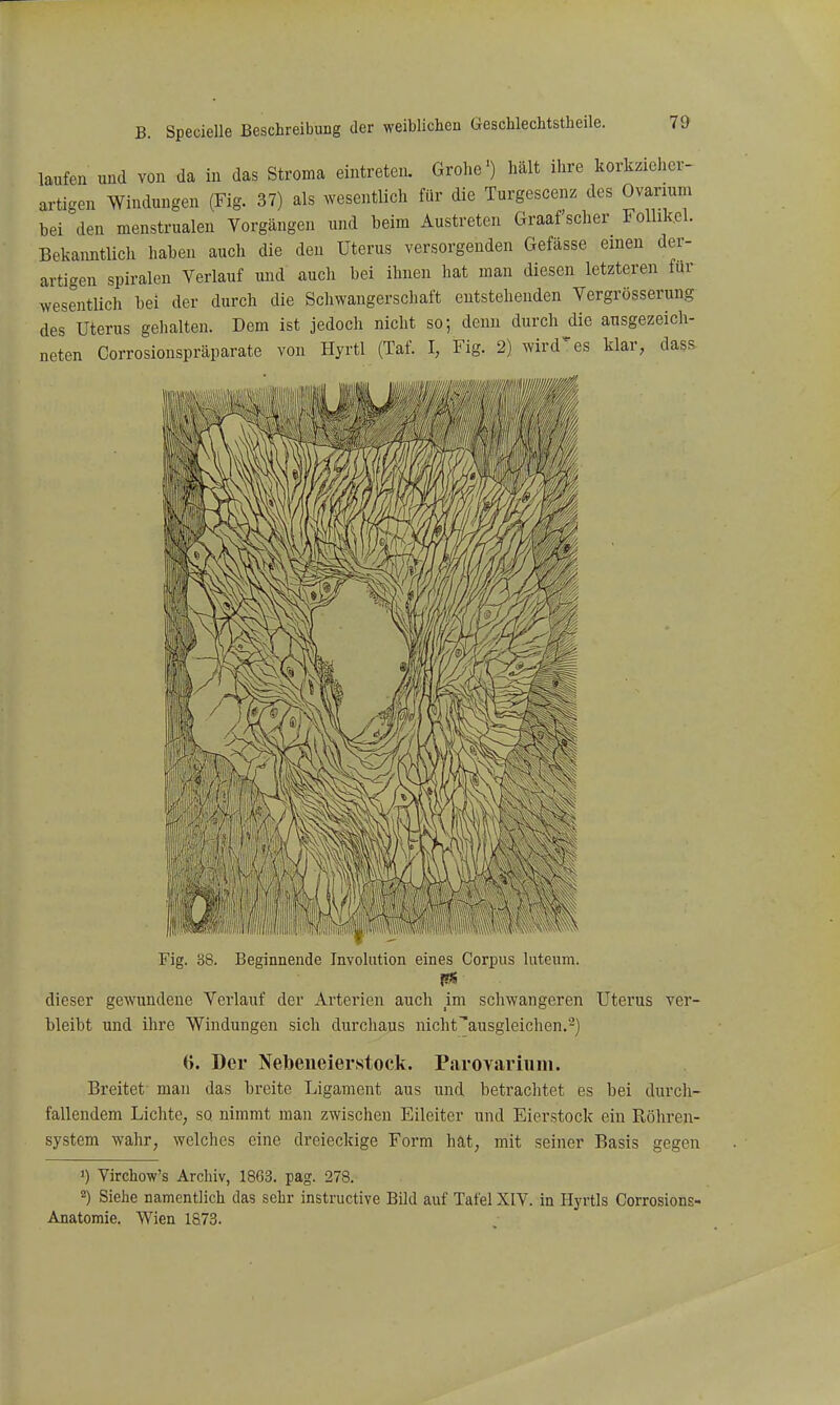laufen und von da in das Stroma eintreten. Grolie') hält ihre korkzieher- artigen Windungen (Fig. 37) als wesentlich für die Turgescenz des Ovariuin hei den menstrualen Vorgängen und heim Austreten Graafscher Follikel. Bekanntlich haben auch die den Uterus versorgenden Gefässe einen der- artigen Spiralen Verlauf und auch bei ihnen hat man diesen letzteren für wesentlich bei der durch die Schwangerschaft entstehenden Vergrösserung des Uterus gehalten. Dem ist jedoch niclit so; denn durch die ausgezeich- neten Corrosionspräparate von Hyrtl (Taf. I, Fig. 2) wirdes klar, dass Fig. 38. Beginnende Involution eines Corpus luteum. dieser gewundene Verlauf der Arterien auch im schwangeren Uterus ver- bleibt und ihre Windungen sich durchaus nicht'ausgleichen,-) (). Der Nebeneierstock. Parovariiim. Breitet man das breite Ligament aus und betrachtet es bei durcli- fallendem Lichte, so nimmt man zwischen Eileiter und Eierstock ein Röhren- system wahr, welches eine dreieckige Form hat, mit seiner Basis gegen ') Virchow's Archiv, 1863. pag. 278. 2) Siehe namentlich das sehr instructive Bild auf Tafel XIV. in Hyrtls Corrosions- Anatomie. Wien 1873.