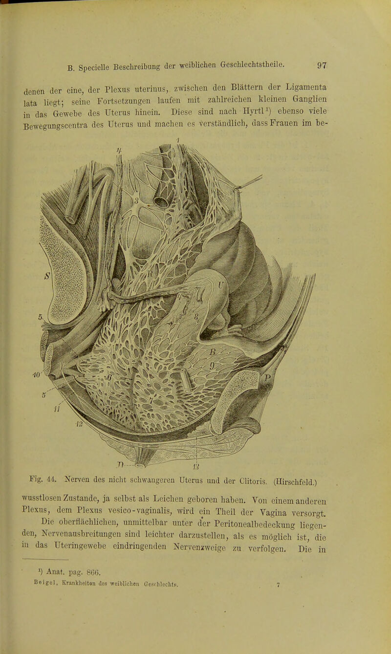 denen der eine, der Plexus uterinus, zwischen den Blättern der Ligamenta lata liegt; seine Fortsetzungen laufen mit zahlreichen kleinen Ganglien in das Gewebe des Uterus hinein. Diese sind nach HyrtP) ebenso viele Bewegungscentra des Uterus und machen es verständlich, dass Frauen im he- il Fig. 44. Nerven des nicht schwangeren Uterus und der Clitoris. (Hirschfeld.) wusstlosen Zustande, ja selbst als Leichen geboren haben. Von einem anderen Plexus, dem Plexus vesico-vaginalis, wird ein Theil der Vagina versorgt. Die oberflächlichen, unmittelbar unter der Peritonealbedeckung liegen- den, Nervenausbreitungen sind leichter darzustellen, als es möglich ist, die iu das Uteringewebe eindringenden Nervenzweige zu verfolgen. Die in ^) Anat. pag. 86G. Boigol, Krankhoiton des weiblichen Gcs<}i!echtf.. 7