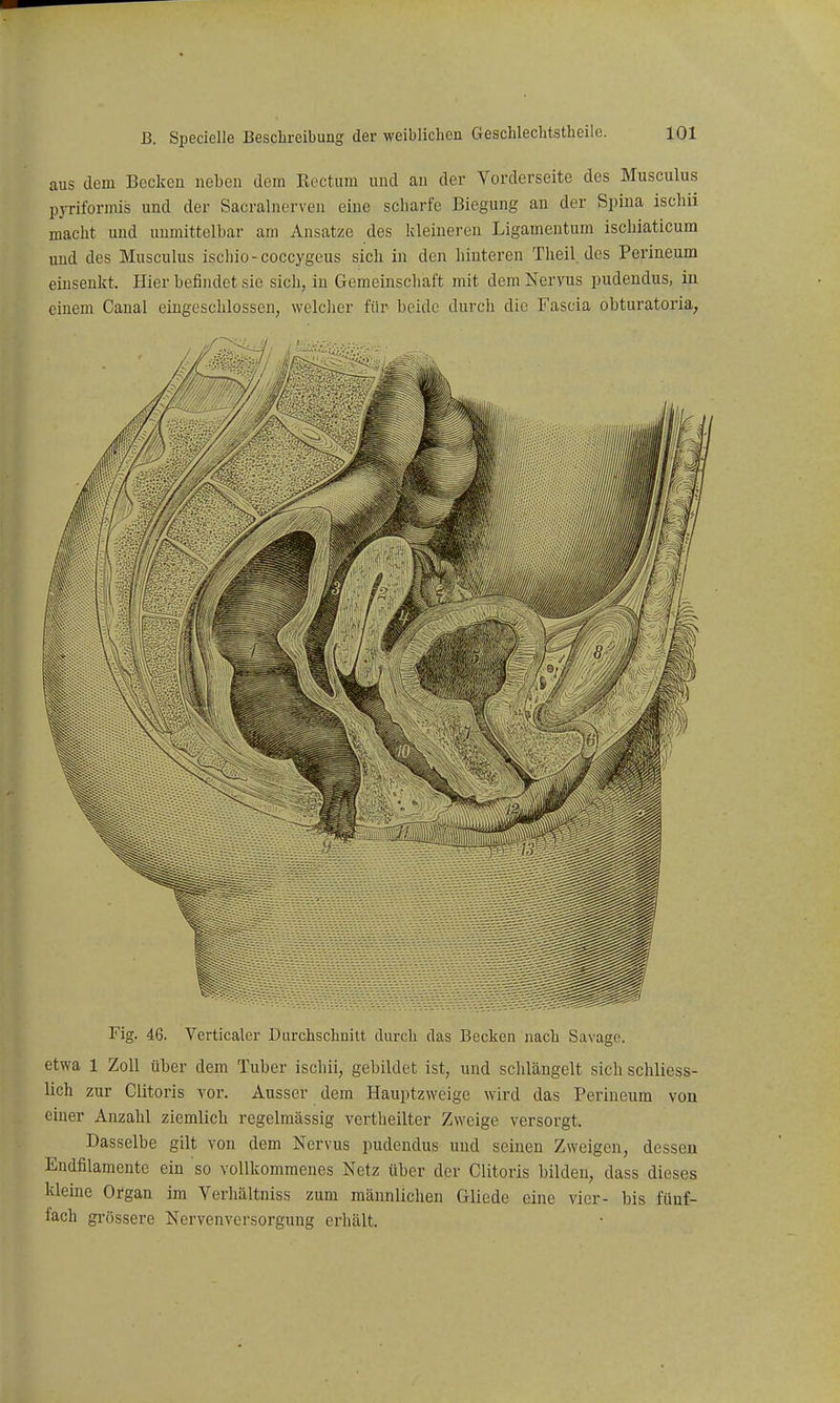 aus dem Becken neben dem Eectum und an der Vorderseite des Musculus pyriformi's und der Sacralnerven eine scharfe Biegung an der Spina ischii macht und unmittelbar am Ansätze des kleineren Ligamentum ischiaticum und des Musculus iscliio-coccygeus sich in den hinteren Theil des Perineum einsenkt. Hier befindet sie sich, in Gemeinschaft mit dem Nervus pudendus, in einem Canal eingeschlossen, welcher für beide durch die Fascia obturatoria^ Fig. 46. Verticaler Durchschnitt durch das Becken nach Savage. etwa 1 Zoll über dem Tuber ischii, gebildet ist, und schlängelt sich schliess- lich zur Clitoris vor. Ausser dem Hauptzweige wird das Perineum von einer Anzahl ziemlich regelmässig vertheilter Zweige versorgt. Dasselbe gilt von dem Nervus pudendus und seinen Zweigen, dessen Endfilamente ein so vollkommenes Netz über der Clitoris bilden, dass dieses kleine Organ im Verhältniss zum männlichen Gliede eine vier- bis fünf- fach grössere Nervenversorgung erhält.