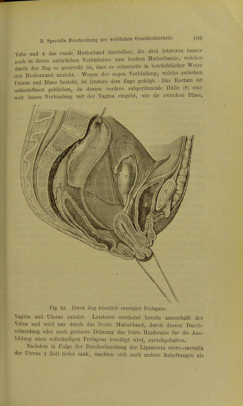 Tube und 4 das runde Mutterbaud darstellen-, die drei letzteren immer uoch in ihrem natürlichen Verhältnisse zum breiten Mutterbandc, welches durch den Zug so gestreckt ist, dass es seinerseits in beträchtlicher Weise den Beckenrand anzieht. Wegen der engen Verbindung, welche zwischen Uterus und Blase besteht, ist letztere dem Zuge gefolgt. Das Rectum ist unbeeinflusst geblieben, da dessen vordere subperitoneale Hülle (8) eine weit losere Verbindung mit der Vagina eingeht, wie sie zwischen Blase, Fig. 52. Durch Zug künstlich erzeugter Prolapsus. Vagina und Uterus existirt. Letzterer erscheint bereits ausserhalb der Vulva und wird nur durch das breite Mutterband, durch dessen Durch- schneidung oder noch grössere Dehnung das letzte Hinderniss für die Aus- bildung eines vollständigen Prolapsus beseitigt wird, zurückgehalten. Nachdem in Folge der Durchschneidung der Ligamenta utero - sacralia