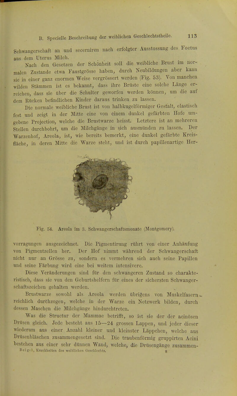 Schwangerschaft an und secerniren nach erfolgter Ausstossung des Foetus aus dem Uterus Milch. Nach den Gesetzen der Schönheit soll die weibliche Brust im nor- malen Zustande etwa Faustgrösse haben, durch Neubildungen aber kann sie in einer ganz enormen Weise vergrössert werden (Fig. 53). Von manchen wilden Stämmen ist es bekannt, dass ihre Brüste eine solche Länge er- reichen, dass sie über die Schulter geworfen werden können, um die auf dem Rücken befindlichen Kinder daraus trinken zu lassen. Die normale weibliche Brust ist von halbkugelförmiger Gestalt, elastisch fest und zeigt in der Mitte eine von einem dunkel gefärbten Hofe um- gebene Protection, welche die Brustwarze heisst. Letztere ist an mehreren Stellen durchbohrt, um die Milchgänge in sich ausmünden zu lassen. Der Warzenhof, Areola, ist, wie bereits bemerkt, eine dunkel gefärbte Kreis- fläche, in deren Mitte die Warze steht, und ist durch papillenartige Her- Fig. 54. Areola im 3. Schwangerschaftsmonate (Montgomery). Yorragungen ausgezeichnet. Die Pigmentirung rührt von einer Anhäufung von Pigmentzellen her. Der Hof nimmt während der Schwangerschaft nicht nur an Grösse zu, sondern es vermehren sich auch seine Papillen und seine Färbung wird eine bei weitem intensivere. Diese Veränderungen sind für den schwangeren Zustand so charakte- ristisch, dass sie von den Geburtshelfern für eines der sichersten Schwanger- schaftszeichen gehalten werden. Brustwarze sowohl als Areola werden übrigens von Muskelfasern.« reichlich durchzogen, welche in der Warze ein Netzwerk bilden, durch dessen Maschen die Milchgänge hindurclitreten. Was die Structur der Mammae betrifft, so ist sie der der acinösen Drüsen gleich. Jede besteht aus 15—24 grossen Lappen, und Jeder dieser wiederum aus einer Anzahl kleiner und kleinster Läppchen, welche aus Drüsenbläschen zusammengesetzt sind. Die traubenförmig gruppirten Acini bestehen aus einer sehr dünnen Wand, welche, die Drüsengänge zusammen- Boi gfrl, KranWiciten des weiblichen Gesclilcclits. 8