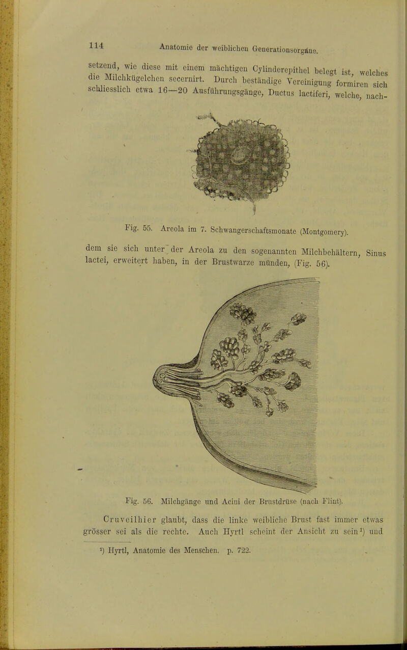 H M iST !T '''^ Cylinderepithel belegt ist, welches die Milchkugelclien secermrt. Durch beständige Vereinigung formiren sich schliesslich etwa 16-20 Ausführungsgänge, Ductus lactiferi, welche nach Fig. 55. Areola im 7. Schwangerschaftsmonate (Montgomery). dem sie sich unter'der Areola zu den sogenannten Milchbehältern, Sinus lactei, erweitert haben, in der Brustwarze münden, (Fig. 56). Fig. 56. Milchgänge und Acini der Brustdrüse (nach Flint). Cruveilhier glaubt, dass die linke weibliche Brust fast immer etwas grösser sei als die rechte. Auch Hyrtl scheint der Ansicht zu sein^) und 1) Hyrtl, Anatomie des Menschen, p. 722.