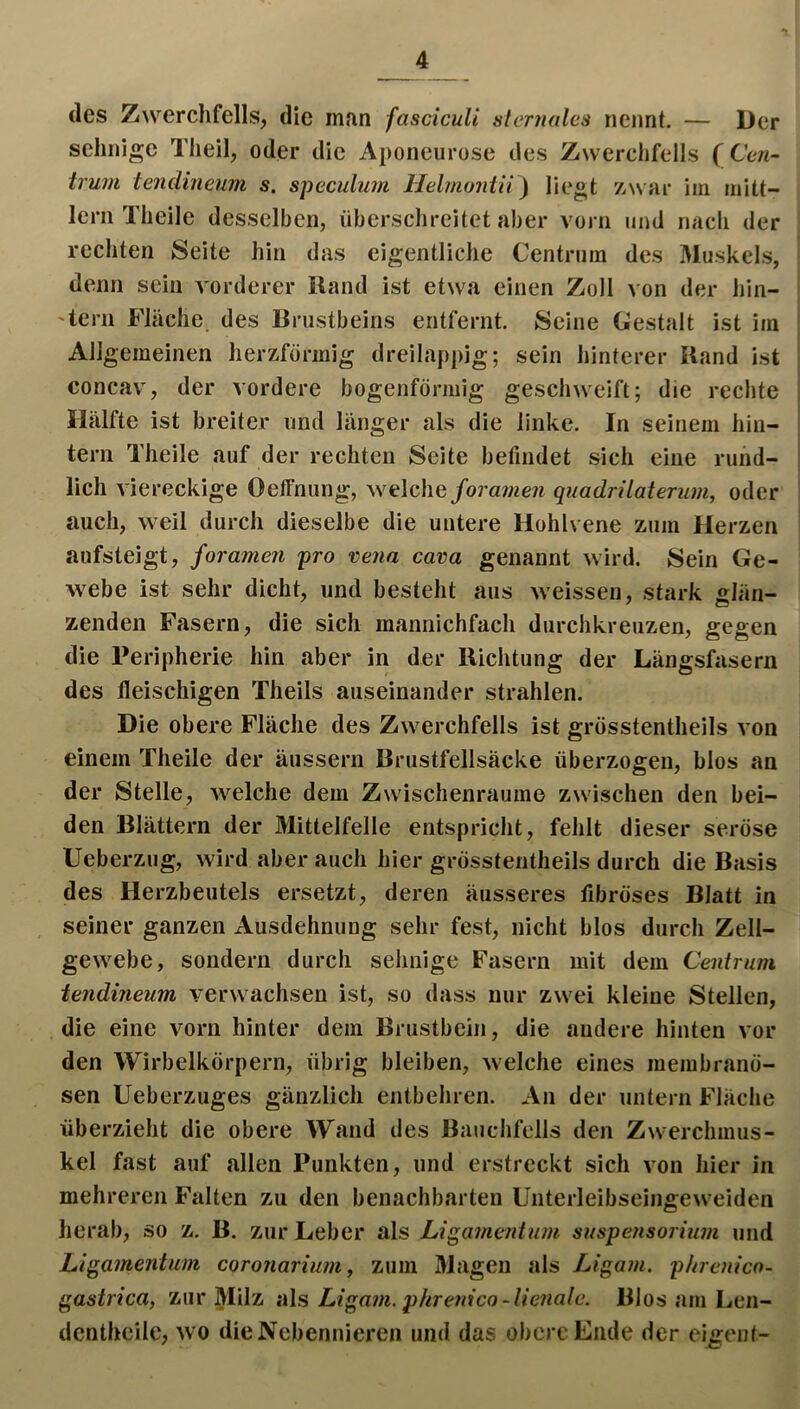 des Zwerchfells, die mfin fascicuU stcrnnles nennt. — Der sehnige Theil, oder die Aponeuruse des Zwerchfells {Cen- trum tendineum s. speculu?n Helmontu) liegt z-war im mitt- lerii Theile desselben, überschreitet aber vorn und nach der rechten Seite hin das eigentliche Centnim des Muskels, denn sein vorderer Rand ist etwa einen Zoll von der hin- 'tern Fläche des Brustbeins entfernt. Seine Gestalt ist im Allgemeinen herzförmig dreilappig; sein hinterer Rand ist concav, der vordere bogenförmig geschweift; die rechte Hälfte ist breiter und länger als die linke. In seinem hin- tern Theile auf der rechten Seite befindet sich eine rund- lich viereckige Oeffniing, welchequadrilateriim, oder auch, weil durch dieselbe die untere Hohlvene zum Herzen aufsteigt, foramen 'pro vena cava genannt wird. Sein Ge- webe ist sehr dicht, und besteht aus weissen, stark glän- zenden Fasern, die sich mannichfach durchkreuzen, gegen die Peripherie hin aber in der Richtung der Längsfasern des fleischigen Theils auseinander strahlen. Die obere Fläche des Zwerchfells ist grösstentheils von einem Theile der äussern Brustfellsäcke überzogen, blos an der Stelle, welche dem Zwischenräume zwischen den bei- den Blättern der Mittelfelle entspricht, fehlt dieser seröse Ueberzug, wird aber auch hier grösstentheils durch die Basis des Herzbeutels ersetzt, deren äusseres fibröses Blatt in seiner ganzen Ausdehnung sehr fest, nicht blos durch Zell- gewebe, sondern durch sehnige Fasern mit dem Centrum tendineum verwachsen ist, so dass nur zwei kleine Stellen, die eine vorn hinter dem Brustbein, die andere hinten vor den Wirbelkörpern, übrig bleiben, welche eines membranö- sen Ueberzuges gänzlich entbehren. An der untern Fläche überzieht die obere Wand des Bauchfells den Zwerchmus- kel fast auf allen Punkten, und erstreckt sich von hier in mehreren Falten zu den benachbarten Unterleibseingeweiden herab, so z. B. zur Leber als Ligamentum Suspensorium und Ligamentum coronarium, zum Magen als Ligam. phrenico- gastrica, zur Milz i\\s Ligam. phrenico-lienale. Blos am Len- dentheilc, wo die Nebennieren und das obere Ende der eigent-