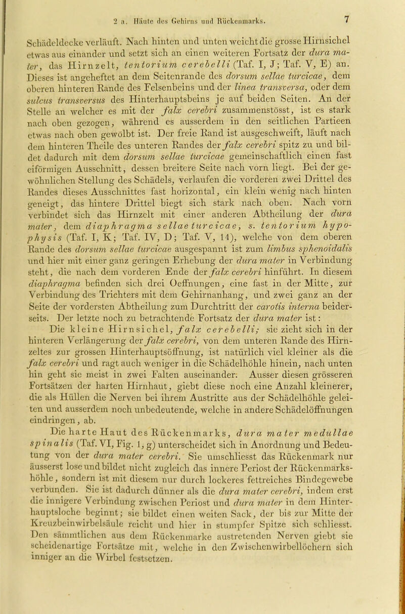 Schädeltlecke verläuft. Nach hinten und unten weicht die grosse Hirnsichel etwas aus einander und setzt sich an einen weiteren Fortsatz der dura ma- ler, das Hirnzelt, tentorium cerebelli (Taf. I, J; Taf. V, E) an. Dieses ist angeheftet an dem Seitenrande des dorsum sellae turcicae, dem oberen hinteren Rande des Felsenbeins und der linea transversa, oder dem sulciis transversus des Hinterhauptsbeins je auf beiden Seiten. An der Stelle an welcher es mit der falx cerebri zusammenstösst, ist es stark nach oben gezogen, während es ausserdem in den seitlichen Partieen etwas nach oben gewölbt ist. Der freie Rand ist ausgeschweift, läuft nach dem hinteren Theile des unteren Randes der falx cerebri spitz zu und bil- det dadurch mit dem dorsum sellae turcicae gemeinschaftlich einen fast eiförmigen Ausschnitt, dessen breitere Seite nach vorn liegt. Bei der ge- wöhnlichen Stellung des Schädels, verlaufen die vorderen zwei Drittel des Randes dieses Ausschnittes fast horizontal, ein Mein wenig nach hinten geneigt, das hintere Drittel biegt sich stark nach oben. Nach vorn verbindet sich das Hirnzelt mit einer anderen Abtheilung der dura mater, dem diaphragma sellae turcicae, s. tentorium hypo- physis (Taf. I, K; Taf. IV, D; Taf. V, 14), welche von dem oberen Rande des dorsum sellae turcicae ausgespannt ist zum lirnbus sphenoidalis und hier mit einer ganz geringen Erhebung der dura mater in Verbindung steht, die nach dem vorderen Ende üerfalx cerebri hinführt. In diesem diaphragma befinden sich drei Üeffnungen, eine fast in der Mitte, zur Verbindung des Trichters mit dem Gehirnanhang, und zwei ganz an der Seite der vordersten Abtheilung zum Durchtritt der carotis interna beider- seits. Der letzte noch zu betrachtende Fortsatz der dura mater ist: Die kleine Hir n si chel, fa Ix cerebelli; sie zieht sich in der hinteren Verlängerung der falx cerebri, von dem unteren Rande des Hirn- zeltes zur grossen Hinterhauptsöffnung, ist natürlich viel kleiner als die falx cerebri und ragt auch weniger in die Schädelhöhle hinein, nach unten hin geht sie meist in zwei Falten auseinander. Ausser diesen grösseren Fortsätzen der harten Hirnhaut, giebt diese noch eine Anzahl kleinerer, die als Hüllen die Nerven bei ihrem Austritte aus der Schädelhöhle gelei- ten und ausserdem noch unbedeutende, welche in andere Schädelöffnungen eindringen, ab. Die harte Haut des Rückenmarks, dura mater medullae sp inalis (Taf. VI, Fig. 1, g) unterscheidet sich in Anordnung und Bedeu- tung von der dura mater cerebri. Sie umschliesst das Rückenmark nur äusserst lose und bildet nicht zugleich das innere Periost der Rückenmarks- höhle , sondern ist mit diesem nur durch lockeres fettreiches Bindegewebe verbunden. Sie ist dadurch dünner als die dura mater cerebri, indem erst die innigere Verbindung zwischen Periost und dura mater in dem Hinter- hauptsloche beginnt; sie bildet einen weiten Sack, der bis zur Mitte der Kreuzbeinwirbelsäule reicht und hier in stumpfer Spitze sich schliesst. Den sämmtlichen aus dem Rückenmarke austretenden Nerven giebt sie scheidenartige Fortsätze mit, welche in den Zwischen wirbellöchern sich inniger an die Wirbel fcstsetzen.