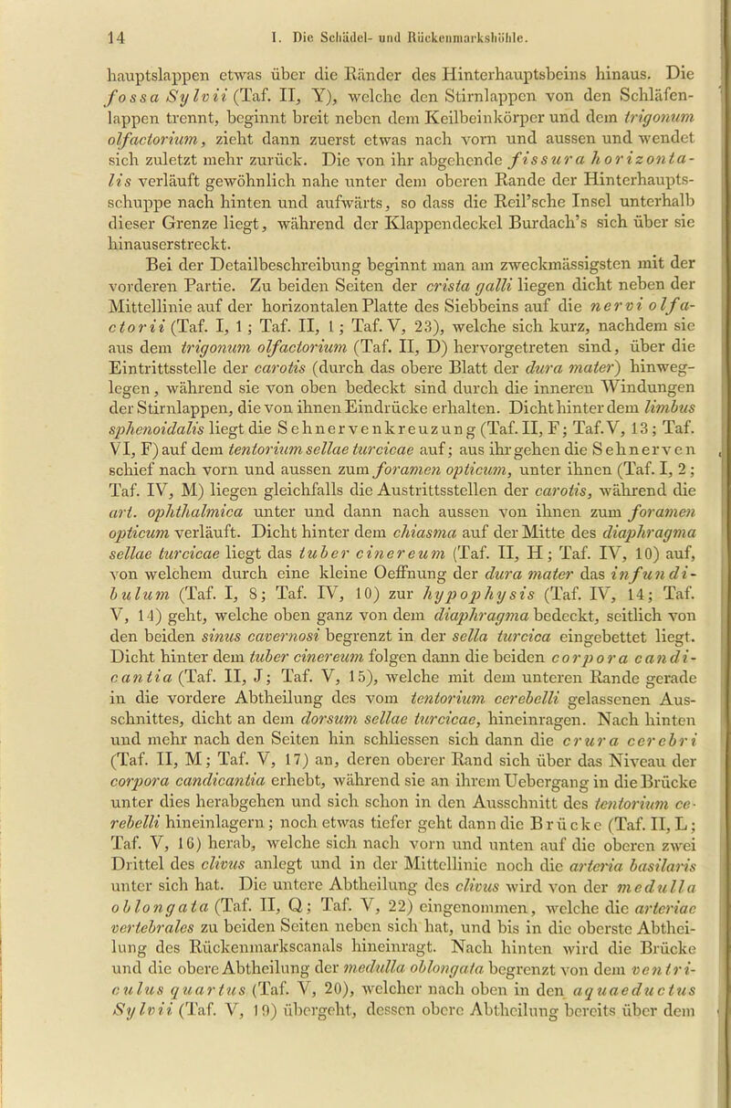 hauptslappen etwas über die Ränder des Hinterhauptsbeins hinaus. Die Jossa Sylvii (Taf. II, Y), welche den Stirnlappen von den Schläfen- lappen trennt, beginnt breit neben dem Keilbeinkörper und dein trigonum olfaciorium, zieht dann zuerst etwas nach vorn und aussen und wendet sich zuletzt mehr zurück. Die von ihr abgehende fissura horizonta- les verläuft gewöhnlich nahe unter dem oberen Rande der Hinterhaupts- schuppe nach hinten und aufwärts, so dass die Reil’sche Insel unterhalb dieser Grenze liegt, während der Klappendeckel Burdach’s sich über sie hinauserstreckt. Bei der Detailbeschreibung beginnt man am zweckmässigsten mit der vorderen Partie. Zu beiden Seiten der crista galli liegen dicht neben der Mittellinie auf der horizontalen Platte des Siebbeins auf die nervi olfa- ctorii (Taf. I, 1 ; Taf. II, 1; Taf. V, 23), welche sich kurz, nachdem sic aus dem trigonum olfaciorium (Taf. II, D) hervorgetreten sind, über die Eintrittsstelle der carotis (durch das obere Blatt der dura mater) hinweg- legen , während sie von oben bedeckt sind durch die inneren Windungen der Stirnlappen, die von ihnen Eindrücke erhalten. Dicht hinter dem limbus sphenoidalis liegt die Sehnervenkreuzung (Taf. II, F; Taf.V, 13; Taf. VI, F) auf dem ten torium sellae turcicae auf; aus ihr gehen die Sehnerven schief nach vorn und aussen zum foramen opticum, unter ihnen (Taf. I, 2 ; Taf. IV, M) liegen gleichfalls die Austrittsstellen der carotis, während die ari. ophthalmica unter und dann nach aussen von ihnen zum foramen opticum verläuft. Dicht hinter dem chiasma auf der Mitte des diaphragma sellae turcicae liegt das tuber einereum (Taf. II, H; Taf. IV, 10) auf, von welchem durch eine kleine Oeffnung der dura mater das infundi- bulum (Taf. I, 8; Taf. IV, 10) zur hypopligsis (Taf. IV, 14; Taf. V, 14) geht, welche oben ganz von dem diaphragma bedeckt, seitlich von den beiden sinus cavernosi begrenzt in der sella turcica eingebettet liegt. Dicht hinter dem tuber einer eum folgen dann die beiden corpora candi- cantia (Taf. II, J; Taf. V, 15), welche mit dem unteren Rande gerade in die vordere Abtheilung des vom tentorium cerebelli gelassenen Aus- schnittes, dicht an dem dorsum sellae turcicae, hineinragen. Nach hinten und mehr nach den Seiten hin schliessen sich dann die crura ccrcbri (Taf. II, M; Taf. V, 17) an, deren oberer Rand sich über das Niveau der corpora candicantia erhebt, während sie an ihrem Uebergang in die Brücke unter dies herabgehen und sich schon in den Ausschnitt des tentorium ce- rebelli hineinlagern ; noch etwas tiefer geht dann die Brücke (Taf. II, L; Taf. V, 16) herab, welche sich nach vorn und unten auf die oberen zwei Drittel des clivus anlegt und in der Mittellinie noch die artcria basilaris unter sich hat. Die untere Abtheilung des clivus wird von der medulla oblong ata (Taf. II, Q; Taf. V, 22) eingenommen, welche die arteriac vertebrales zu beiden Seiten neben sich hat, und bis in die oberste Abthei- lung des Rückenmarkscanals hineinragt. Nach hinten wird die Brücke und die obere Abtheilung der medulla oblong ata begrenzt von dem ventri- culus quartus (Taf. V, 20), welcher nach oben in den aquaedtictus Sylvii (Taf. V, 19) übergeht, dessen obere Abtheilung bereits über dem