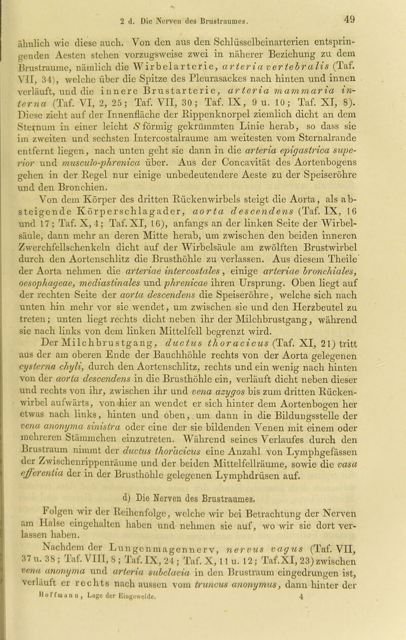 ähnlich wie diese auch. Von den aus den Schlüsselbeinarterien entsprin- genden Aesten stehen vorzugsweise zwei in näherer Beziehung zu dem Brustraume, nämlich die Wirbelarterie, cirteria vertebralis (Taf. VII, 34), welche über die Spitze des Pleurasackes nach hinten und innen verläuft, und die innere Brustarterie, arteria mammaria in- terna (Taf. VI, 2, 25; Taf. VII, 30; Taf. IX, 9 u. 10; Taf. XI, 8). Diese zieht auf der Innenfläche der Bippenknorpel ziemlich dicht an dem Steinum in einer leicht S förmig gekrümmten Linie herab, so dass sie im zweiten und sechsten Intercostalraume am weitesten vom Sternalrande entfernt liegen, nach unten geht sie dann in die arteria epigastrica Supe- rior und musculo-phrenica über. Aus der Concavität des Aortenbogens gehen in der Regel nur einige unbedeutendere Aeste zu der Speiseröhre und den Bronchien. Von dem Körper des dritten Rückenwirbels steigt die Aorta, als ab- steigende Körperschlagader, aorta descenclens (Taf. IX, 16 und 17 ; Taf. X, 4; Taf. XI, 16), anfangs an der linken Seite der Wirbel- säule, dann mehr an deren Mitte herab, um zwischen den beiden inneren Zwerchfellschenkeln dicht auf der Wirbelsäule am zwölften Brustwirbel durch den Aortenschlitz die Brusthöhle zu verlassen. Aus diesem Theile der Aorta nehmen die arteriae intercostales, einige arteriae bronchiales, oesophageae, mediastinales und phrenicae ihren Ursprung. Oben liegt auf der rechten Seite der aorta descendens die Speiseröhre, welche sich nach unten hin mehr vor sie wendet, um zwischen sie und den Herzbeutel zu treten; unten liegt rechts dicht neben ihr der Milchbrustgang, während sie nach links von dem linken Mittelfell begrenzt wird. Der Milchbrustgang, ductus thoracicus (Taf. XI, 21) tritt aus der am oberen Ende der Bauchhöhle rechts von der Aorta gelegenen cysterna chyli, durch den Aortenschlitz, rechts und ein wenig nach hinten von der aorta descendens in die Brusthöhle ein, verläuft dicht neben dieser und rechts von ihr, zwischen ihr und vena azygos bis zum dritten Rücken- wirbel aufwärts, von hier an wendet er sich hinter dem Aortenbogen her etwas nach links, hinten und oben, um dann in die Bildungsstelle der vena anonyma sinistra oder eine der sie bildenden Venen mit einem oder mehreren Stämmchen einzutreten. Während seines Verlaufes durch den Brustraum nimmt der ductus ihoracicus eine Anzahl von Lymphgefässen der Zwischenrippenräume und der beiden Mittelfellräume, sowie die vasa effereniia der in der Brusthöhle gelegenen Lymphdrüsen auf. d) Die Nerven des Brustraumes. Folgen wir der Reihenfolge, welche wir bei Betrachtung der Nerven am Halse cingehalten haben und nehmen sie auf, wo wir sie dort ver- lassen haben. Nachdem der Lungenmagennerv, nervus vagus (Taf. VII, 37 u. 38; Taf. VIII, 8; Taf. IX, 24 ; Taf. X, 11 u. 12; Taf.XI, 23) zwischen vena anonyma und arteria subclavia in den Brustraum eingedrungen ist, verläuft er rechts nach aussen vom truncus anonymus, dann hinter der H o f f m a n n , Lago der Eingeweide. 4