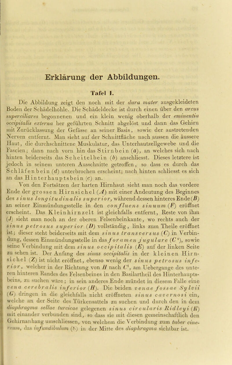 Erklärung der Abbildungen. Tafel i. Die Abbildung zeigt den noch mit der dura maier ausgekleideten Boden der Schädelhöhle. Die Schädeldecke ist durch einen über den arcus superciliares begonnenen und ein klein wenig oberhalb der emmenüa occipilalis externa her geführten Schnitt abgelöst und dann das Gehirn mit Zurücklassung der Gefässe an seiner Basis, sowie der austretenden Nerven entfernt. Man sieht auf der Schnittfläche nach aussen die äussere Haut, die durchschnittene Muskulatur, das Unterhautzellgewebe und die Fascien; dann nach vorn hin das Stirnbein (fl), an welches sich nach hinten beiderseits das Scheitelbein (b) anschliesst. Dieses letztere ist jedoch in seinem unteren Ausschnitte getroffen, so dass es durch das Schläf enbein (d) unterbrochen erscheint; nach hinten schliesst es sich an das Hinterhauptsbein (c) an. Von den Fortsätzen der harten Hirnhaut sieht man noch das vordere Ende der grossen Hirnsichel (A) mit einer Andeutung des Beginnes des sinus longitudinalis superior, während dessen hinteres En de (B) an seiner Einmündungsstelle in den confluens sinuum(F) eröffnet erscheint. Das Kleinhirnzelt ist gleichfalls entfernt, Reste von ihm (./) sieht man noch an der oberen Felsenbeinkante, wo rechts auch der sinus petrosus superior (V) vollständig, links zum Theile eröffnet ist; dieser steht beiderseits mit dem sinus transversus (C) in Verbin- dung, dessen Einmündungsstelle in das for amen jugulare (U1), sowie seine Verbindung mit dein sin us occipitalis (E) auf der linken Seite zu sehen ist. Der Anfang des sinus occipitalis in der kleinen Hirn- sichel (Z) ist nicht eröffnet, ebenso wenig der sinus petrosus infe- rior , welcher in der Richtung von // nach Cl, am Uebergange des unte- ren hinteren Randes des Felsenbeines in den Basilartheil des Hinterhaupts- beins, zu suchen wäre ; in sein anderes Ende mündet in diesem Falle eine vena cerebr alis inferior (H). Diebeiden venae fossae Syloii (0) dringen in die gleichfalls nicht eröffneten sinus cavernosi ein, welche an der Seite des Türkensattels zu suchen und durch den in dem dtaphragma sellae turcicae gelegenen sinus circularis Ridleyi (ff) mit einander verbunden sind, so dass sie mit diesen gemeinschaftlich den Gchirnanhang umschliessen, von welchem die Verbindung zum tuber cine-