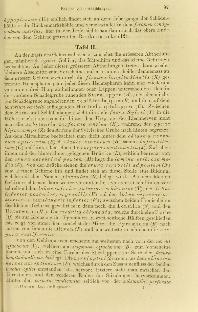 hypoglos stis (11) endlich, findet sich an dem Uebergange der Schädel- höhle in die Rückenmarkshöhle und verschwindet in dem foramen condy- loideum antei'ius; hier in der Tiefe sieht man dann noch das obere Ende des von dem Gehirne getrennten Rückenmarks (12). Tafel II. An der Basis des Gehirnes hat man zunächst die grösseren Abtheilun- gen, nämlich das grosse Gehirn, das Mittelhirn und das kleine Gehirn zu beobachten. An jeder dieser grösseren Abtheilungen treten dann wieder kleinere Abschnitte zum Vorscheine und man unterscheidet demgemäss an dem grossen Gehirn zwei durch die fiss ura longitudinalis (X) ge- trennte Hemisphären; an jeder dieser Hemisphären kann man wiederum von unten drei Hauptabtheilungen oder Lappen unterscheiden, den in der vorderen Schädelgrube ruhenden Stirnlappen (A), den der mittle- ren Schädelgrube angehörenden Schläfenlappen (B) und den aul dem tentorium cerebelli aufliegenden Hinterhauptslappen (C). Zwischen dem Stirn- und Schläfenlappen zieht die tiefe fossa Sy Iv ii (Y) in die Höhe; nach innen von ihr hinter dem Ursprung des Riechnerven sieht man die substantia perforata antica (E), während der gyrus h ipp ocamp i (Z) den Anfang der Sylvischen Grube nach hinten begrenzt. An dem Mittelhirne beobachtet man dicht hinter dem chiasma nerTo- nern opticorum (F) das tuber einereum (//) sammt infundibu- lum (G) und hinter demselben die corpora candicaniici (J). Zwischen ihnen und der hinter ihnen gelegenen Brücke (L), seitlich begrenzt von den crura cerebri ad pontem (M) liegt die lamina cribros a me- dia (Ii). Von der Brücke ziehen die crura cer ebelli ad p ontem (N) zum kleinen Gehirne hin und findet sich an dieser Stelle eine Bildung, welche mit dem Namen flocculus (0) belegt wird. An dem kleinen Gehirne sieht man dann weiter von unten her, von vorn nach hinten vor- schreitend den lobus inferior anterior, s. biventer (T), den lobus inferior posterior, s. gracilis (U) und den lobus superior po- sterior, s. semilunaris inferior (1^)', zwischen beiden Hemisphären des kleinen Gehirns gewahrt man dann noch die Tonsille (S) und den Unter wurm (ZU). Die medulla oblong ata, welche durch eine F urche (Q) bis zur Kreuzung der Pyramiden in zwei seitliche Hälften geschieden ist, zeigt von unten her zunächst der Mitte, die Pyramiden (Ii) nach aussen von ihnen die Oliven (P) und am weitesten nach oben die cor- pora restiformia. ^ 011 <len Gehirnnerven erscheint am weitesten nach vorn der nervus olfactorius (1), welcher am trigonum olfactorium (D) zum Vorscheine kommt und sich in eine Furche des Stirnlappens zur Seite der ßssura longitudinalis cerebri legt. Die nervi o ptici (2) treten aus dem c h ia s m a nerv or um opticorum (F), welches durch den Zusammenfluss der beiden tractus optici entstanden ist, hervor; letztere sicht man zwischen den Hirnstielen und den vorderen Enden der Stirnlappen hervorkommen. Hinter den corpora candicaniia seitlich von der substantia perforata Hoffmnnn, Lage der Eingeweide. 7