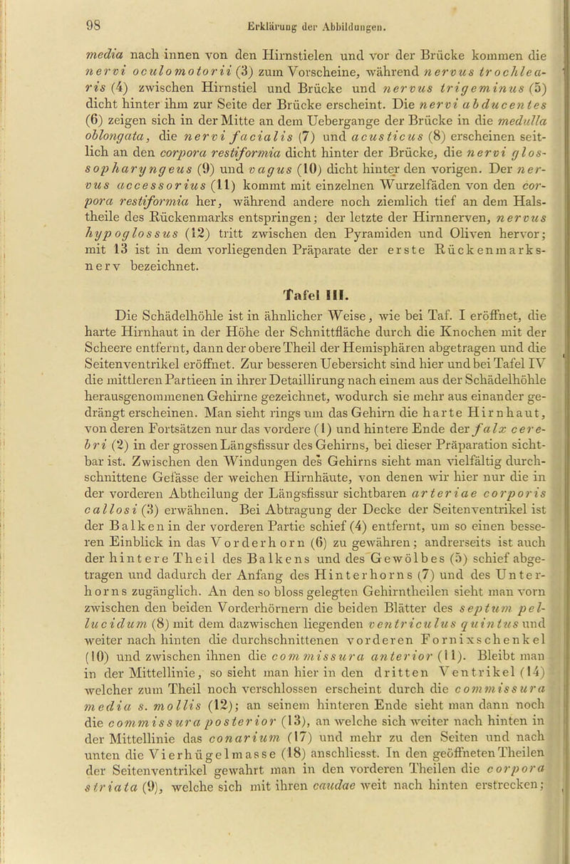 media nach innen von den Hirnstielen und vor der Brücke kommen die nervi oculomotorii (3) zum Verscheine, während nervus trochlea- 1 ris (4) zwischen Hirnstiel und Brücke und nervus trigeminus (5) dicht hinter ihm zur Seite der Brücke erscheint. Die nervi ab du c ent es (6) zeigen sich in der Mitte an dem Ucbergange der Brücke in die medulla oblongata, die ?iervi facialis (7) und acus ticus (8) erscheinen seit- lich an den corpora restiformia dicht hinter der Brücke, die nervi glos- sopharyngeus (9) und vagus (10) dicht hinter den vorigen. Der ner- vus accessorius (11) kommt mit einzelnen Wurzelfäden von den cor- pora restiformia her, während andere noch ziemlich tief an dem Hals- theile des Rückenmarks entspringen; der letzte der Hirnnerven, nervus hyp oglossus (12) tritt zwischen den Pyramiden und Oliven hervor; mit 13 ist in dem vorliegenden Präparate der erste Rückenmarks- nerv bezeichnet. Tafel III. Die Schädelhöhle ist in ähnlicher Weise, wie bei Taf. I eröffnet, die harte Hirnhaut in der Höhe der Schnittfläche durch die Knochen mit der Scheere entfernt, dann der obere Theil der Hemisphären abgetragen und die Seitenventrikel eröffnet. Zur besseren Uebersicht sind hier und bei Tafel IV die mittleren Partieen in ihrer Detaillirung nach einem aus der Schädelhöhle herausgenommenen Gehirne gezeichnet, wodurch sie mehr aus einander ge- drängt erscheinen. Man sieht rings um das Gehirn die harte Hirnhaut, von deren Fortsätzen nur das vordere (l) und hintere Ende der falx cere- bri (2) in der grossen Längsfissur des Gehirns, bei dieser Präparation sicht- bar ist. Zwischen den Windungen des Gehirns sieht man vielfältig durch- schnittene Gefässe der weichen Hirnhäute, von denen wir hier nur die in der vorderen Abtheilung der Längsfissur sichtbaren arteriae corporis callosi (3) erwähnen. Bei Abtragung der Decke der Seiten Ventrikel ist der Balken in der vorderen Partie schief (4) entfernt, um so einen besse- ren Einblick in das Vorderh orn (6) zu gewähren; andrerseits ist auch der hintere Theil des Balkens und des Gewölbes (5) schief abge- tragen und dadurch der Anfang des Hinter hör ns (7) und des Unter- horns zugänglich. An den so bloss gelegten Gehirntheilen sieht man vorn zwischen den beiden Vorderhörnern die beiden Blätter des septum pel- lucidum (8) mit dem dazwischen liegenden ventriculus quintus und weiter nach hinten die durchschnittenen vorderen Fornixschenkel (10) und zwischen ihnen die com missura anterior (11). Bleibt man in der Mittellinie, so sieht man hier in den dritten Ventrikel (14) welcher zum Theil noch verschlossen erscheint durch die commissura media s. mollis (12); an seinem hinteren Ende sieht man dann noch die commis sura posterior {13), an welche sich weiter nach hinten in der Mittellinie das conarium (17) und mehr zu den Seiten und nach unten die Vierhügelmasse (18) anschliesst. In den geöffneten Theilen der Seiten Ventrikel gewahrt man in den vorderen Theilen die corpora striata {9), welche sich mit ihren caudae weit nach hinten erstrecken; I