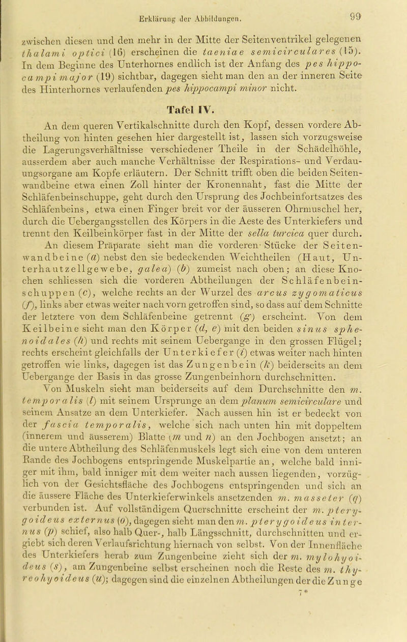 9$ zwischen diesen und den mehr in der Mitte der Seitenventrikel gelegenen thalami optici [ 16) erscheinen die taeniae semicircul.ares (15). In dem Beginne des Unterhornes endlich ist der Anfang des pes hippo- ca mpi major (19) sichtbar, dagegen sieht man den an der inneren Seite des Hinterholmes verlaufenden pes hippocampi minor nicht. Tafel IV. An dem queren Vertikalschnitte durch den Kopf, dessen vordere Ab- theilung von hinten gesehen hier dargestellt ist, lassen sich vorzugsweise die Lagerungsverhältnisse verschiedener Theile in der Schädelhöhle, ausserdem aber auch manche Verhältnisse der Respirations- und Verdau- ungsorgane am Kopfe erläutern. Der Schnitt trifft oben die beiden Seiten- wandbeine etwa einen Zoll hinter der Kronennaht, fast die Mitte der Schläfenbeinschuppe, geht durch den Ursprung des Jochbeinfortsatzes des Schläfenbeins, etwa einen Finger breit vor der äusseren Ohrmuschel her, durch die Uebergangsstellen des Körpers in die Aeste des Unterkiefers und trennt den Keilbeinkörper fast in der Mitte der sella turcica quer durch. An diesem Präparate sieht man die vorderen- Stücke der Seiten- wandbeine (a) nebst den sie bedeckenden Weichtheilen (Haut, Un- terhautzellgewebe, gcilea) (b) zumeist nach oben; an diese Kno- chen schliessen sich die vorderen Abtheilungen der Schläfenbein- schuppen (c), welche rechts an der Wurzel des arcus zy g om aticus (f), links aber etwas weiter nach vorn getroffen sind, so dass auf dem Schnitte der letztere von dem Schläfenbeine getrennt (g) erscheint. Von dem Keilbeine sieht man den Körper (d, e) mit den beiden sinus splie- noidales {fl) und rechts mit seinem Uebergange in den grossen Flügel; rechts erscheint gleichfalls der Unterkiefer (/) etwas weiter nach hinten getroffen wie links, dagegen ist das Zungenbein (k) beiderseits an dem LTebergange der Basis in das grosse Zungenbeinhorn durchschnitten. Von Muskeln sieht man beiderseits auf dem Durchschnitte den m. temporalis [l) mit seinem Ursprünge an dem planum semicirculare und seinem Ansätze an dem Unterkiefer. Nach aussen hin ist er bedeckt von der fascia temporalis, welche sich nach unten hin mit doppeltem (innerem und äusserem) Blatte {171 und 1l) an den Jochbogen ansetzt; an die untere Abtheilung des Schläfenmuskels legt sich eine von dem unteren Rande des Jochbogens entspringende Muskelpartie an, welche bald inni- ger mit ihm, bald inniger mit dem weiter nach aussen liegenden, vorzüg- lich von der Gesichtsfläche des Jochbogens entspringenden und sich an die äussere Fläche des Unterkieferwinkels ansetzenden m. masseter {(/) verbunden ist. Auf vollständigem Querschnitte erscheint der m.ptery- goideus externus (o), dagegen sieht man den m. pterygoideus inter- nus (p) schief, also halb Quer-, halb Längsschnitt, durchschnitten und er- giebt sich deren Verlaufsrichtung hiernach von selbst. Von der Innenfläche des Unterkiefers herab zum Zungenbeine zieht sich der m. mylohyoi- deus {S), am Zungenbeine selbst erscheinen noch die Reste des m. thy- r eohy oideus (u); dagegen sind die einzelnen Abtheilungen der die Zun ge