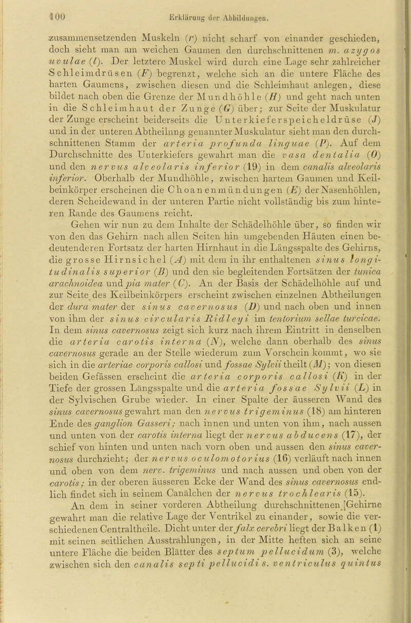 zusammensetzenden Muskeln (r) nicht scharf von einander geschieden, doch sieht man am weichen Gaumen den durchschnittenen m. azygos uvulae (V). Der letztere Muskel wird durch eine Lage sehr zahlreicher Sc hie imdrüsen (F) begrenzt, welche sich an die untere Fläche des harten Gaumens, zwischen diesen und die Schleimhaut anlegen, diese bildet nach oben die Grenze der Mundhöhle (H) und geht nach unten in die Schleimhaut der Zunge (G) über; zur Seite der Muskulatur der Zunge erscheint beiderseits die Unterkieferspeicheldrüse (J) und in der unteren Abtheilung genannter Muskulatur sieht man den durch- schnittenen Stamm der arterici profunda linguae (P). Auf dem Durchschnitte des Unterkiefers gewahrt man die vasa dentalia (0) und den nervus alveolaris inferior (19) in dem canalis alveolaris inferior. Oberhalb der Mundhöhle, zwischen hartem Gaumen und Keil- beinkörper erscheinen die Choanenmün düngen (E) der Nasenhöhlen, deren Scheidewand in der unteren Partie nicht vollständig bis zum hinte- ren Rande des Gaumens reicht. Gehen wir nun zu dem Inhalte der Schädelhöhle über, so finden wir von den das Gehirn nach allen Seiten hin umgebenden Häuten einen be- deutenderen Fortsatz der harten Hirnhaut in die Längsspalte des Gehirns, die grosse Hirnsichel (A) mit dem in ihr enthaltenen sinus longi- tudinalis superior (B) und den sie begleitenden Fortsätzen der iunica araclmoidea und pia mater (C). An der Basis der Schädelhöhle auf und zur Seite des Keilbeinkörpers erscheint zwischen einzelnen Abtheilungen der dura mater der sinus cavernosus (D) und nach oben und innen von ihm der sinus circularis Ridleyi im tentorium sellae turcicae. In dem sinus cavernosus zeigt sich kurz nach ihrem Eintritt in denselben die arteria carotis interna (iY), welche dann oberhalb des sinus cavernosus gerade an der Stelle wiederum zum Vorschein kommt, wo sie sich in die arteriae corporis callosi und fossae Sylvii theilt (Al); von diesen beiden Gefässen erscheint die arteria corporis callosi (fi) in der Tiefe der grossen Längsspalte und die arteria fossae Sylvii (L) in der Sylvischen Grube wieder. In einer Spalte der äusseren Wand des sinus cavernosus gewahrt man den nervus trigeminus (18) am hinteren Ende des ganglion Gasseri; nach innen und unten von ihm, nach aussen und unten von der carotis interna liegt der nervus ab ducens (17), der schief von hinten und unten nach vorn oben und aussen den smus caver- nosus durchzieht; der nervus oculomotorius (16) Verlauft nach innen und oben von dem nerv, trigeminus und nach aussen und oben von der carotis; in der oberen äusseren Ecke der Wand des sinus cavernosus end- lich findet sich in seinem Canälchen der nervus tr o chlearis (15). An dem in seiner vorderen Abtheilung durchschnittenem [Gehirne gewahrt man die relative Lage der Ventrikel zu einander, sowie die ver- schiedenen Centralthcile. Dicht unter der falx cerebri liegt der Balken (1) mit seinen seitlichen Ausstrahlungen, in der Mitte heften sich an seine untere Fläche die beiden Blätter des septum pellucidum (3), welche zwischen sich den canalis septi pellucidi s. ventriculus quintus