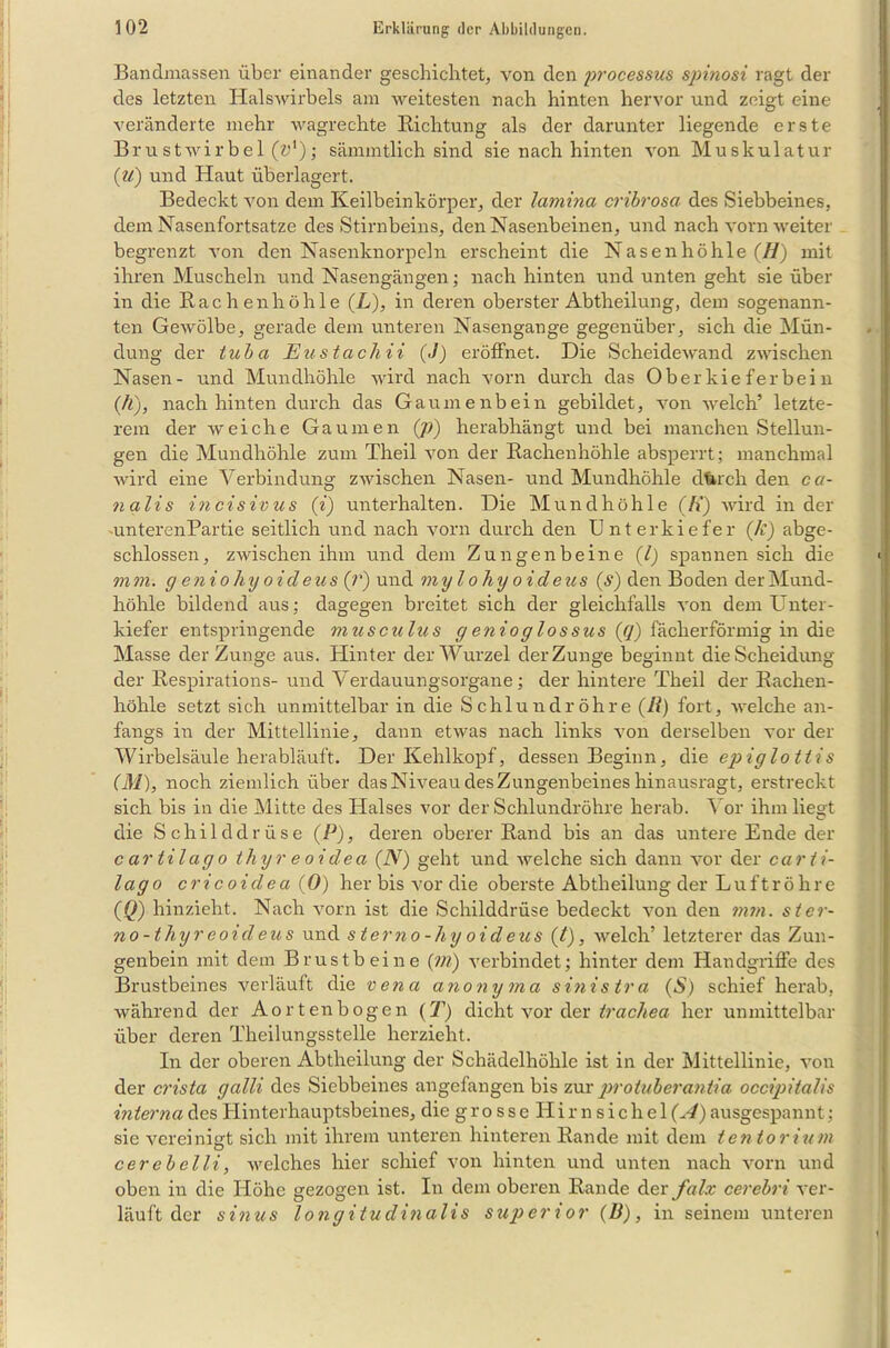 Bandmassen über einander geschichtet, von den processus spinosi ragt der des letzten Halswirbels am weitesten nach hinten hervor und zeigt eine veränderte mehr wagrechte Richtung als der darunter liegende erste Brustwirbei (y1); sämmtlich sind sie nach hinten von Muskulatur (u) und Haut überlagert. Bedeckt von dem Keilbeinkörper, der lamina cribrosa des Siebbeines, dem Nasenfortsatze des Stirnbeins, den Nasenbeinen, und nach vorn weiter begrenzt von den Nasenknorpeln erscheint die Nasen höhle (H) mit ihren Muscheln und Nasengängen; nach hinten und unten geht sie über in die Rachen höhle (L), in deren oberster Abtheilung, dem sogenann- ten Gewölbe, gerade dem unteren Nasengange gegenüber, sich die Mün- dung der tuba Eustachii (J) eröffnet. Die Scheidewand zwischen Nasen- und Mundhöhle wird nach vorn durch das Oberkieferbein (fl), nach hinten durch das Gaumenbein gebildet, von welch’ letzte- rem der weiche Gaumen (])) herabhängt und bei manchen Stellun- gen die Mundhöhle zum Theil von der Rachenhöhle absperrt; manchmal wird eine Verbindung zwischen Nasen- und Mundhöhle dferch den ca- nalis incisivus (i) unterhalten. Die Mundhöhle ([{) wird in der unterenPartie seitlich und nach vorn durch den Unterkiefer (k) abge- schlossen, zwischen ihm und dem Zungenbeine (l) spannen sich die mm. g eniohy oideus (?’) und mylohyoideus (s) den Boden der Mund- höhle bildend aus; dagegen breitet sich der gleichfalls von dem Unter- kiefer entspringende musculus genioglossus (q) fächerförmig in die Masse der Zunge aus. Hinter der Wurzel der Zunge beginnt die Scheidung der Respirations- und Verdauungsorgane; der hintere Theil der Rachen- höhle setzt sich unmittelbar in die Schlundröhre (R) fort, welche an- fangs in der Mittellinie, dann etwas nach links von derselben vor der Wirbelsäule herabläuft. Der Kehlkopf, dessen Beginn, die epiglottis (31), noch ziemlich über das Niveau des Zungenbeines hinausragt, erstreckt sich bis in die Mitte des Halses vor der Schlundröhre herab. Vor ihm liesft die Schilddrüse (P), deren oberer Rand bis an das untere Ende der c ar ti lag o thyreoidea (N) geht und welche sich dann vor der carti- lago cricoidea (0) her bis vor die oberste Abtheilung der Luftröhre (Q) hinzieht. Nach vorn ist die Schilddrüse bedeckt von den mm. ster- no-thyreoideus und sterno-hy oideus (t), welch’ letzterer das Zun- genbein mit dem Brustbeine (m) verbindet; hinter dem Handgriffe des Brustbeines verläuft die vena anonyma sinistra (S) schief herab, während der Aortenbogen (T) dicht vor der trachea her unmittelbar über deren Theilungsstelle herzieht. In der oberen Abtheilung der Schädelhöhle ist in der Mittellinie, von der crista galli des Siebbeines angefangen bis zur protuberantia occipitalis interna des Hinterhauptsbeines, die grosseHirnsichel (A) ausgespannt; sie vereinigt sich mit ihrem unteren hinteren Rande mit dem tentorium cer eb elli, welches hier schief von hinten und unten nach vorn und oben in die Höhe gezogen ist. In dem oberen Rande der falz cerebri ver- läuft der sinus longitudinalis Superior (D), in seinem unteren