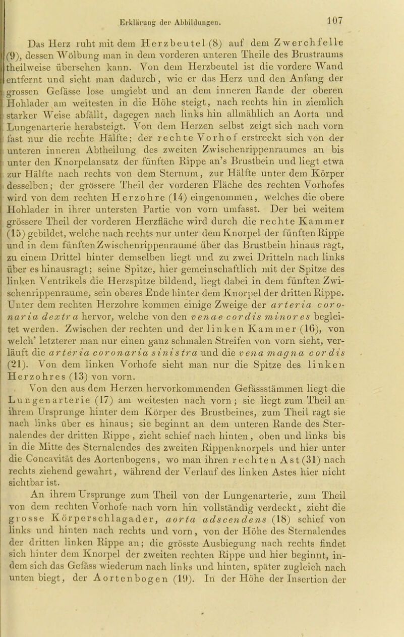 Das Herz ruht mit dem Herzbeutel (8) auf dem Zwerchfelle (9), dessen Wölbung man in dem vorderen unteren Theile des Brustraums theihveise übersehen kann. Von dem Herzbeutel ist die vordere Wand entfernt und sieht man dadurch, wie er das Herz und den Anfang der grossen Gcfässe lose umgiebt und an dem inneren Rande der oberen Hohlader am weitesten in die Höhe steigt, nach rechts hin in ziemlich starker Weise ab fällt, dagegen nach links hin allmählich an Aorta und , Lungenarterie herabsteigt. Von dem Herzen selbst zeigt sich nach vorn fast nur die rechte Hälfte; der rechte Vorhof erstreckt sich von der unteren inneren Abtheilung des zweiten Zwischenrippenraumes an bis unter den Knorpelansatz der fünften Rippe an’s Brustbein und liegt etwa zur Hälfte nach rechts von dem Sternum, zur Hälfte unter dem Körper desselben; der grössere Theil der vorderen Fläche des rechten Vorhofes wird von dem rechten Herzohre (14) eingenommen, welches die obere Hohlader in ihrer untersten Partie von vorn umfasst. Der bei weitem grössere Theil der vorderen Herzfläche wird durch die rechte Kammer (15) gebildet, welche nach rechts nur unter dem Knorpel der fünften Rippe und in dem fünften Zwischenrippenraume über das Brustbein hinaus ragt, zu einem Drittel hinter demselben liegt und zu zwei Dritteln nach links über es hinausragt; seine Spitze, hier gemeinschaftlich mit der Spitze des linken Ventrikels die Herzspitze bildend, liegt dabei in dem fünften Zwi- schenrippenraume, sein oberes Ende hinter dem Knorpel der dritten Rippe. Unter dem rechten Herzohre kommen einige Zweige der arteria coro- naria d extra hervor, welche von den venae cor dis minores beglei- tet Averden. Zwischen der rechten und der linken Kammer (16), von welch’ letzterer man nur einen ganz schmalen Streifen ATon vorn sieht, vTer- läuft die arteria coronaria sinistra und die vena magna cor dis (21). Von dem linken Vorhofe sieht man nur die Spitze des linken Herzohres (13) von vorn. Von den aus dem Herzen hervorkommenden Gefässstämmen liegt die Lungenarterie (17) am weitesten nach vmrn ; sie liegt zum Theil an ihrem Ursprünge hinter dem Körper des Brustbeines, zum Theil ragt sie nach links über es hinaus; sie beginnt an dem unteren Rande des Ster- nalendes der dritten Rippe , zieht schief nach hinten, oben und links bis in die Mitte des Sternalendes des zweiten Rippenknorpels und hier unter die Concavität des Aortenbogens, wo man ihren rechten Ast (31) nach rechts ziehend gewahrt, während der Verlauf des linken Astes hier nicht i sichtbar ist. An ihrem Ursprünge zum Theil von der Lungenarterie, zum Theil von dem rechten Vorhofe nach vorn hin vollständig verdeckt, zieht die grosse Körperschlagader, aorta adscendens (18) schief von links und hinten nach rechts und A'orn, von der Höhe des Sternalendes der dritten linken Rippe an; die grösste Ausbiegung nach rechts findet sich hinter dem Knorpel der zweiten rechten Rippe und hier beginnt, in- dem sich das Gelass wiederum nach links und hinten, später zugleich nach unten biegt, der Aortenbogen (19). In der Höhe der Insertion der