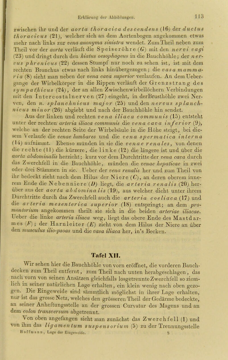 zwischen ihr und der aorta tlioracica descendens (16) der ductus thoracicus (21), welcher sich an dem Aortenbogen angekommen etwas mehr nach links zur vena anonyma sinistra wendet. ZumTheil neben zum Theil vor der aorta verläuft die Speiseröhre (G) mit den nervi vagi (23) und dringt durch den hiatas oesopliageus in die Bauchhöhle; der ner- otis phr enicus (22) dessen Stumpf nur noch zu sehen ist, ist mit dem rechten Bronchus etwas nach links hinübergezogen; die vas a m a mm a- r ia (8) sieht man neben der vena cava superior verlaufen. An demUeber- gange der Wirbelkörper in die Rippen verläuft der Grenzstrang des sympat'Jiicus (24), der an allen Zwischenwirbellöchern Verbindungen mit den Int er cos talnerven (27) eingeht, in derBrusthöhle zwei Ner- ven, den n. splanclmicus major (25) und den nervus splanch- nicus minor (26) abgiebt und nach der Bauchhöhle hin sendet. Aus der linken und rechten vena iliaca communis (15) entsteht unter der rechten arteria iliaca communis die vena cava inferior (9), welche an der rechten Seite der Wirbelsäule in die Höhe steigt, bei die- sem Verlaufe die venae lumbares und die vena spermatica interna (14) aufnimmt. Ebenso münden in sie die venae renales, von denen die rechte (11) die kürzere, die linke (12) die längere ist und über die aorta abdominalis herzieht; kurz vor dem Durchtritte der vena cava durch das Zwerchfell in die Bauchhöhle, münden die venae hepaticae in zwei oder drei Stämmen in sie. Ueber der vena renalis her und zum Theil von ihr bedeckt zieht nach dem Hilus der Niere (C), an deinen oberem inne- rem Ende die Nebenniere (U) liegt, die arteria renalis (20) her- über aus der aorta abdominalis (19), aus welcher dicht unter ihrem Durchtritte durch das Zwerchfell auch die arteria coeliaca (17) und die arteria mesenterica superior (18) entspringt; an dem pro- montonum angekommen theilt sie sich in die beiden arteriae iliacae. Ueber die linke arteria iliaca weg, liegt das obere Ende des Mastd ar- mes [F) ; der Harnleiter (JE) zieht von dem Hilus der Niere an über den musculus ilio-psoas und die vasa iliaca her, in’s Becken. Tafel XII. Wir sehen hier die Bauchhöhle von vorn eröffnet, die vorderen Bauch- decken zum Theil entfernt, zum Theil nach unten herabgeschlagen, das nach vorn von seinen Ansätzen gleichfalls losgetrennte Zwerchfell so ziem- lich in seiner natürlichen Lage erhalten, ein klein wenig nach oben gezo- gen.. Die Eingeweide sind sämmtlich möglichst in ihrer Lage erhalten, nur ist das grosse Netz, welches den grösseren Theil der Gedärme bedeckte, an seiner Anheftungsstelle an der grossen Curvatur des Magens und an dem colon iransversum abgetrennt. Von oben angefangen sieht man zunächst das Zwerchfell (1) und von ihm das ligamentum Suspensorium (5) zu der Trennungsstelle Hoffmann, Lage der Eingeweide. S
