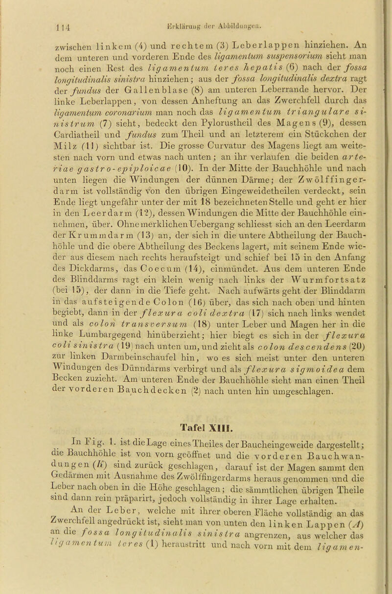 zwischen linkem (4) und rechtem (3) Leb er lappen hinziehen. An dem unteren und vorderen Ende des Ugamentum Suspensorium sieht man noch einen liest des ligamen tum teres liepatis (6) nach der fossa longitudinalis sinistra hinziehen; aus der fossa longitudinalis dextra ragt der fundus der Gallenblase (8) am unteren Leberrande hervor. Der linke Leberlappen, von dessen Anheftung an das Zwerchfell durch das Ugamentum coronarium man noch das Ugamentum trianguläre si- nistrum (7) sieht, bedeckt den Pylorustheil des Magens (9), dessen Cardiatheil und fundus zum Thcil und an letzterem ein Stückchen der Milz (11) sichtbar ist. Die grosse Curvatur des Magens liegt am weite- sten nach vorn und etwas nach unten; an ihr verlaufen die beiden arte- riae g astr o- epiploicae (10). In der Mitte der Bauchhöhle und nach unten liegen die Windungen der dünnen Därme; der Zwölffinger- darm ist vollständig von den übrigen Eingeweidetheilen verdeckt, sein Ende liegt ungefähr unter der mit 18 bezeichneten Stelle und geht er hier in den Leer dann (12), dessen Windungen die Mitte der Bauchhöhle ein- nehmen, über. OhnemerklichenUebergang schliesst sich an den Leerdarm der Krumm dann (13) an, der sich in die untere Abtheilung der Bauch- höhle und die obere Abtheilung des Beckens lagert, mit seinem Ende wie- der aus diesem nach rechts heraufsteigt und schief bei 15 in den Anfang des Dickdarms, das Coecum (14), einmündet. Aus dem unteren Ende des Blinddarms ragt ein klein wenig nach links der Wurmfortsatz (bei 15), der dann in die Tiefe geht. Nach aufwärts geht der Blinddarm in das aufs te igen cl e Co Ion (16) über, das sich nach oben und hinten begiebt, dann in der flexura coli dextra (17) sich nach links wendet und als colon transversum (18) unter Leber und Magen her in die linke Lumbargegend hinüberzieht; hier biegt es sich in der flexura coli sinistra (19)nach unten um, und zieht als colon descendens (20) zur linken Darmbeinschaufel hin, wo es sich meist unter den unteren Windungen des Dünndarms verbirgt und als flexura sigmoidea dem Becken zuzieht. Am unteren Ende der Bauchhöhle sieht man einen Theil der vorderen Bauch decken (2) nach unten hin umgeschlagen. Tafel XIIL Inl'ig. 1. ist die Lage eines Theiles der Baucheingeweide dargestellt; die Bauchhöhle ist von vorn geöffnet und die vorderen Bauchwan- dungen (/») sind zurück geschlagen, darauf ist der Magen sammt den edäimen mit Ausnahme des Zwölffingerdarms heraus genommen und die Lebei nach oben in die Höhe geschlagen; die sämmtliclien übrigen Theile sind dann rein präparirt, jedoch vollständig in ihrer Lage erhalten. An der Leber, welche mit ihrer oberen Fläche vollständig an das Zwerchfell angedrückt ist, sieht man von unten den linken Lappen (J) an die fossa longitudinalis sinistra angrenzen, aus welcher das >g amen tum tci es (l) heraustritt und nach vorn mit dem ligainen-