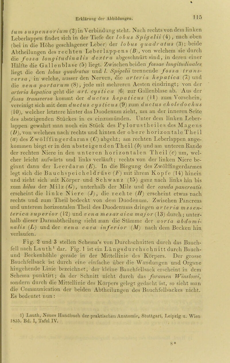 % tum Suspensorium (2) in Verbindung steht. Nach rechts von dein linken Leberlappen findet sich in der Tiefe der Inbus Spigelii (4), nach oben (bei in die Höhe geschlagener Xjcber) der lobus quadr citus (3); beide Abtheilungen des rechten Leberlappens (B), von welchem sie durch die fossa longitudinalis dextra abgeschnürt sind, in deren einer Hälfte die Gallenblase (5) liegt. Zwischen beiden fossae longitudinales liegt die den lobus quadratus und l. Spigelii trennende fossa trans- versa , in welche, ausser den Nerven, die arteria liepatica (V.) und die vena portarum (8), jede mit mehreren Aesten eindringt; von der artei'ia hepatica geht die art. cystica (6) zur Gallenblase ab. Aus der fossa transversa kommt der du eins hepaticus (II) zum Vorschein, vereinigt sich mit dem ductus cysticus (9) zum ductus choledochus (10), welcher letztere hinter das Duodenum zieht, um an der inneren Seite des absteigenden Stückes in es cinzumünden. Unter dem linken Leber- lappen gewahrt man noch ein Stück des Pylornstheiles des Magens (IJ), von welchem nach rechts und hinten der obere horizontale Theil ((l) des Zwölffingerdarms (U) abgeht; am rechten Leberlappen ange- konnnen biegt er in den absteigenden Theil (b) und am unteren Rande der rechten Niere in den unteren horizontalen Theil (c) um, wel- cher leicht aufwärts und links verläuft; rechts von der linken Niere be- ginnt dann der Leer darin (E). In die Biegung des Zwölffingerdarmes legt sich die Bauchspeicheldrüse (F) mit ihrem Kopfe (14) hinein und zieht sich mit Körper und Schwanz (15) ganz nach links hin bis zum hilus der Milz (G), unterhalb der Milz und der cauda pancreatis erscheint die linke Niere (J), die rechte (H) erscheint etwas nach rechts und zum Theil bedeckt von dem Duodenum. Zwischen Pancreas und unterem horizontalen Theil des Duodenums dringen arteria m es en- ter ica superior (12) un d vena mesar aica m aj o r (13) durch; unter- halb dieser Darmabtheilung sieht man die Stämme der aorta abdomi- nalis (L) und der vena cava inferior (M) nach dem Becken hin verlaufen. Fig. 2 und 3 stellen Schema’s von Durchschnitten durch das Bauch- fell nach Lau th 1 dar. Fig. 1 ist ein Längsdu r chs chni11 durch Bauch- und Beckenhöhle gerade in der Mittellinie des Körpers. Der grosse Bauchtellsack ist durch eine einfache über die Wandungen und Organe hingehende Linie bezeichnet, der kleine Bauchfellsack erscheint in dem Schema punktirt; da der Schnitt nicht durch das foramen Winslowi, sondern durch die Mittellinie des Körpers gelegt gedacht ist, so sicht man die G'ominunication der beiden Abtheilungen des Bauchfellsackes nicht. Es bedeutet nun: 1) Lauth, Neues Handbuch der praktischen Anatomie, Stuttgart, Leipzig u. Wien 1835. I5d. I, Tafel IV. 8 *