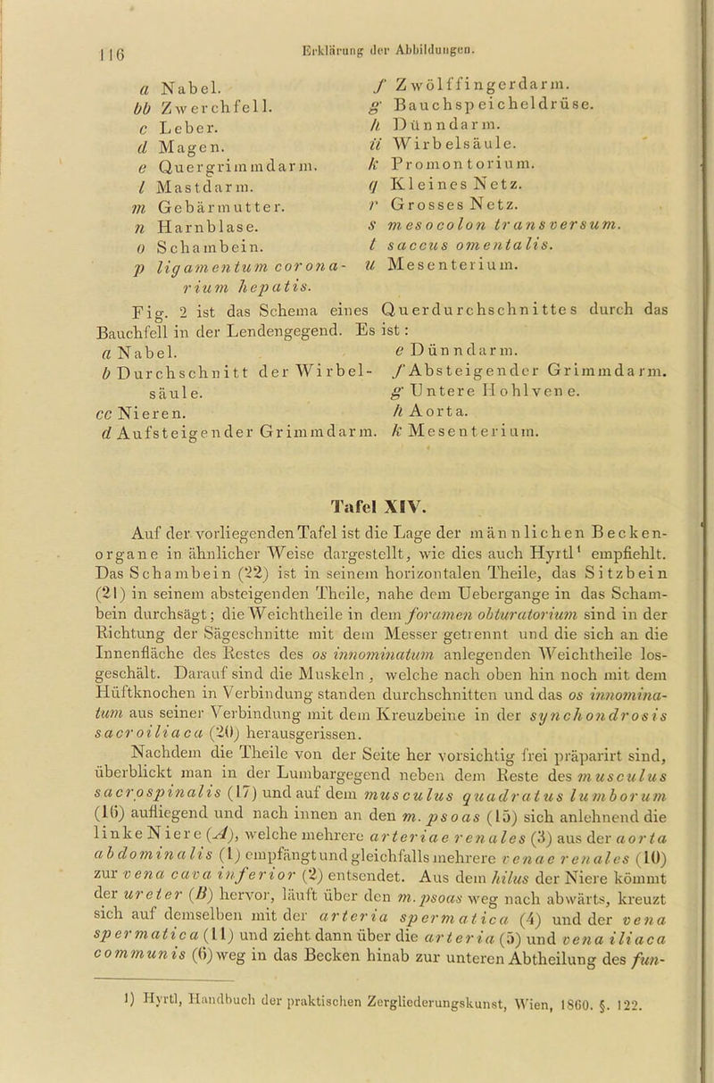 a Nabel. bb Zwerchfell. C Leber. d Magen. e Quergrimmdarm. I Mast dann. m Gebär mutte r. n Harnblase. o Schambein. ]) lig amentum cor ona- rium hepatis. f Zwölffingerdarm. • Bauchspeicheldrüse. h Dünndarm. ii Wirbelsäule. k Promontorium. q Kleines Netz. r Grosses Netz. s mesocolon Ir ans versum. t saccus omentalis. U Mesenterium. Fig. 2 ist das Schema eines Querdurchschnittes durch das Bauchfell in der Lendengegend. Es ist: a Nabel. e Dünndarm. ^Durchschnitt der Wirbel- ./'Absteigender Grimmdarm. säule. ^Untere Hohlvene. CC Nieren. Ä Aorta. d Aufsteigender Grimmdarm, ft Mesenterium. Tafel XIV. Auf der vorliegenden Tafel ist die Lage der männlichen Becken- organe in ähnlicher Weise dargestellt, wie dies auch Hyrtl1 empfiehlt. Das Schambein (22) ist in seinem horizontalen Theile, das Sitzbein (21) in seinem absteigenden Theile, nahe dem Uebergange in das Scham- bein durchsägt; die Weichtheile in dem foramen obturatorium sind in der Lichtung der Sägeschnitte mit dem Messer getrennt und die sich an die Innenfläche des Restes des os innominatum anlegenden Weichtheile los- geschält. Darauf sind die Muskeln , welche nach oben hin noch mit dem Hüftknochen in Verbindung standen durchschnitten und das os innomina- tum aus seiner Verbindung mit dem Kreuzbeine in der synchondros is sacroiliaca (20) herausgerissen. Nachdem die Theile von der Seite her vorsichtig frei präparirt sind, überblickt man in der Lumbargegcnd neben dem Reste des in u s c u Ins sac to spinalis (17) und auf dem mus culus quadr atus luinboru in (16) aufliegend und nach innen an den m. ps o as (15) sich anlehnend die linkeNiere (sf), Avelche mehrere arteriae renales (3) aus der aorta abdominalis (1) empfängt und gleichfalls mehrere renac renales (10) zur vena cava inferior (2) entsendet. Aus dem hilus der Niere kömmt der ureter (B) hervor', läuft über den m.psoas weg nach abwärts, kreuzt sich auf demselben mit der arteria sp erm a t ica (4) und der vena spei matica (11) und zieht dann über die arteria (5) und vena iliaca communis (6) weg in das Becken hinab zur unteren Abtheilung des fun- 1) Hyrtl, Handbuch der praktischen Zergliederungskunst, Wien, 1860. §. 122.