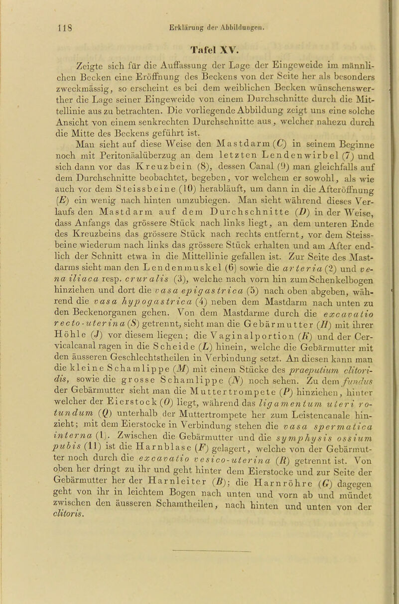 Tafel XV. Zeigte sich für die Auffassung der Lage der Eingeweide im männli- chen Becken eine Eröffnung des Beckens von der Seite her als besonders zweckmässig, so erscheint es bei dem weiblichen Becken wünschenswer- ther die Lage seiner Eingeweide von einem Durchschnitte durch die Mit- tellinie aus zu betrachten. Die vorliegende Abbildung zeigt uns eine solche Ansicht von einem senkrechten Durchschnitte aus, welcher nahezu durch die Mitte des Beckens geführt ist. Mau sieht auf diese Weise den Mastdarm (C) in seinem Beginne noch mit Peritonäalüberzug an dem letzten Lendenwirbel (7) und sich dann vor das Kreuzbein (8), dessen Canal ('.)) man gleichfalls auf dem Durchschnitte beobachtet, begeben, vor welchem er sowohl, als wie auch vor dem Steissbeine (10) herabläuft, um dann in die Afteröffnung (.E) ein wenig nach hinten umzubiegen. Man sieht während dieses Ver- laufs den Mastdarm auf dem Durchschnitte (D) in der Weise, dass Anfangs das grössere Stück nach links liegt, an dem unteren Ende des Kreuzbeins das grössere Stück nach rechts entfernt, vor dem Steiss- beine wiederum nach links das grössere Stück erhalten und am After end- lich der Schnitt etwa in die Mittellinie gefallen ist. Zur Seite des Mast- darms sieht man den Lendenmuskel (0) sowie die arteria (2) und ve- na iliaca resp. cruralis (3), welche nach vorn hin zum Schenkelbogen hinziehen und dort die vasa epig astrica (5) nach oben abgeben, wäh- rend die vasa hyp og astrica (4) neben dem Mastdarm nach unten zu den Beckenorganen gehen. Von dem Mastdarme durch die excavatio recto-uterina (S) getrennt, sicht man die Gebärmutter (H) mit ihrer Höhle (J) vor diesem liegen; die Vagin alp ortion (R) und der Cer- vicalcanal ragen in die Scheide (L) hinein, welche die Gebärmutter mit den äusseren Geschlechtstheilen in Verbindung setzt. An diesen kann man die kleine Schamlippe (M) mit einem Stücke des praeputium clitori- clis, sowie die grosse Schamlippe (JS) noch sehen. Zudem fundus der Gebärmutter sieht man die Mutter trompete (P) hinziehen, hinter welcher der Eierstock (0) liegt, während das lig a m entu m u ier i r o- tundurn (Q) unterhalb der Muttertrompete her zum Leistencanale hin- zieht; mit dem Eierstocke in Verbindung stehen die vasa spermatica interna (Lh Zwischen die Gebärmutter und die symphgsis ossium pubis (11) ist die Harnblase (F) gelagert, welche von der Gebärmut- tei noch durch die excavatio v esico-uterina (/?) getrennt ist. Von oben hei dringt zu ihr und geht hinter dem Eierstocke und zur Seite der Gebärmutter her der H a r n 1 e i t e r (B); die Harnröhre (G) dagegen geht von ihi in leichtem Bogen nach unten und vorn ab und mündet zwischen den äusseren Schamtheilen, nach hinten und unten von der clitoris.