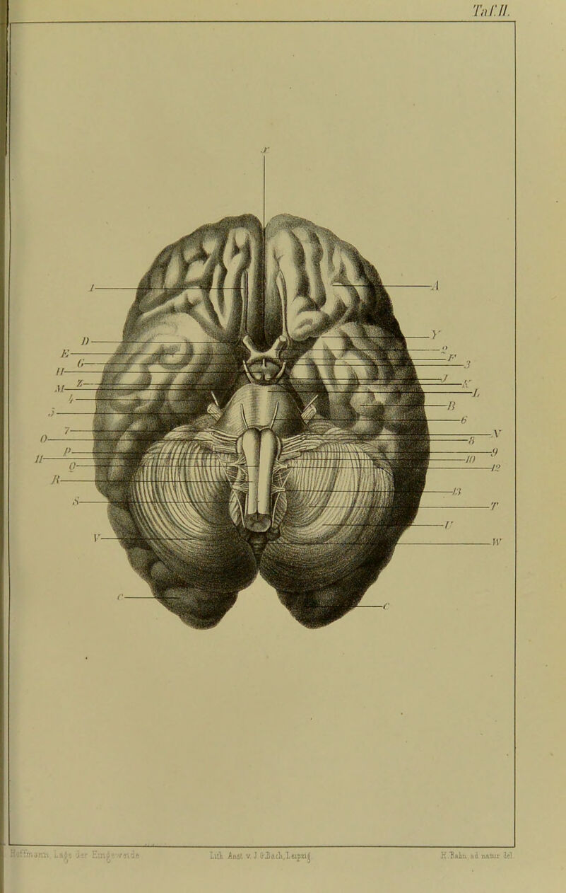 H'jfSTiaim Lats Jsr EtnjSe-veide Litt Ansl v. J OJBacli.Leipzig K ?alm,od Tviuir de!