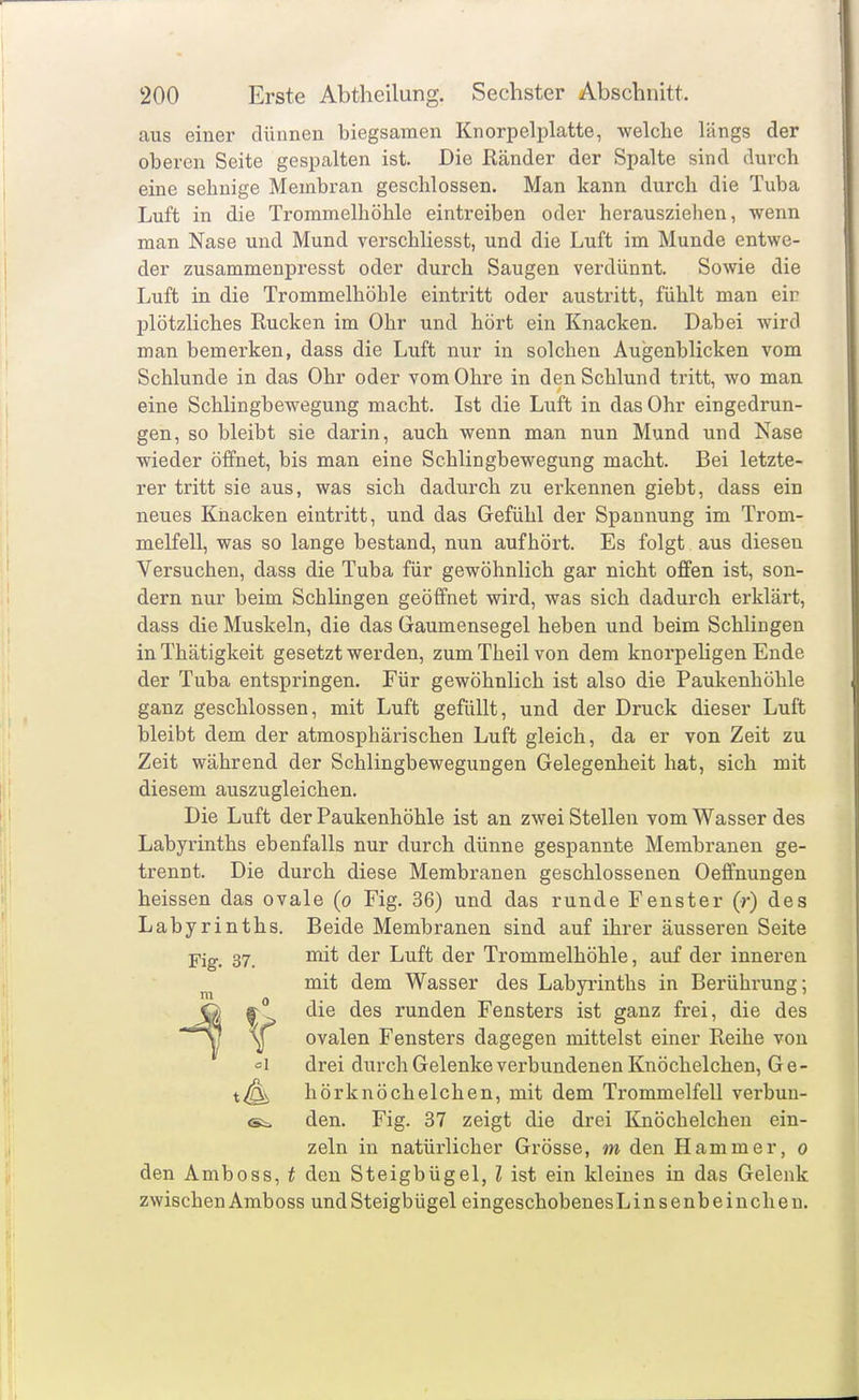 aus einer dünnen biegsamen Knorpelplatte, -welche längs der oberen Seite gespalten ist. Die Ränder der Spalte sind durch eine sehnige Membran geschlossen. Man kann durch die Tuba Luft in die Trommelhöhle eintreiben oder herausziehen, wenn man Nase und Mund verschliesst, und die Luft im Munde entwe- der zusammenpresst oder durch Saugen verdünnt. Sowie die Luft in die Trommelhöhle eintritt oder austritt, fühlt man ein j)lötzliches Rucken im Ohr und hört ein Knacken. Dabei wird man bemerken, dass die Luft nur in solchen Augenblicken vom Schlünde in das Ohr oder vom Ohre in den Schlund tritt, wo man eine Schlingbewegung macht. Ist die Luft in das Ohr eingedrun- gen, so bleibt sie darin, auch wenn man nun Mund und Nase wieder öffnet, bis man eine Schlingbewegung macht. Bei letzte- rer tritt sie aus, was sich dadurch zu erkennen giebt, dass ein neues Knacken eintritt, und das Gefühl der Spannung im Trom- melfell, was so lange bestand, nun aufhört. Es folgt aus diesen Versuchen, dass die Tuba für gewöhnlich gar nicht offen ist, son- dern nur beim Schlingen geöffnet wird, was sich dadurch erklärt, dass die Muskeln, die das Gaumensegel heben und beim Schlingen in Thätigkeit gesetzt werden, zum Theil von dem knorpeligen Ende der Tuba entspringen. Für gewöhnhch ist also die Paukenhöhle ganz geschlossen, mit Luft gefüllt, und der Druck dieser Luft bleibt dem der atmosphärischen Luft gleich, da er von Zeit zu Zeit während der Schlingbewegungen Gelegenheit hat, sich mit diesem auszugleichen. Die Luft der Paukenhöhle ist an zwei Stellen vom Wasser des Labyrinths ebenfalls nur durch dünne gespannte Membranen ge- trennt. Die durch diese Membranen geschlossenen Oeflfnungen heissen das ovale (o Fig. 36) und das runde Fenster (r) des Labyrinths. Beide Membranen sind auf ihrer äusseren Seite Fig. 37. ^6r Luft der Trommelhöhle, auf der inneren mit dem Wasser des Labyrinths in Berührung; f~^> runden Fensters ist ganz frei, die des ii ovalen Fensters dagegen mittelst einer Reihe von =1 drei durch Gelenke verbundenen Knöchelchen, G e- hörknöchelchen, mit dem Trommelfell verbun- den. Fig. 37 zeigt die drei Knöchelchen ein- zeln in natürlicher Grösse, m den Hammer, o den Amboss, t den Steigbügel, l ist ein kleines in das Gelenk zwischen Amboss undSteigbügel eingeschobenesLinsenbeinchen.