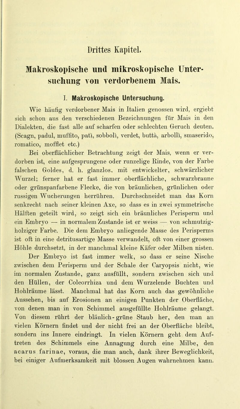 Drittes Kapitel. Makroskopische und mikroskopische Unter- suchung von verdorbenem Mais. I. Makroskopische Untersuchung. Wie häufig verdorbener Mais in Italien genossen wird, ergiebt sieb schon aus den verschiedenen Bezeichnungen für Mais in den Dialekten, die fast alle auf scharfen oder schlechten Geruch deuten. (Scagn, padul, muffito, pati, sobboli, verdet, buttä, arbolli, smaserido, romatico, mofflet etc.) Bei oberflächlicher Betrachtung zeigt der Mais, wenn er ver- dorben ist, eine aufgesprungene oder runzelige Rinde, von der Farbe falschen Goldes, d. h. glanzlos, mit entwickelter, schwärzlicher Wurzel; ferner hat er fast immer oberflächliche, schwarzbraune oder grünspanfarbene Flecke, die von bräunlichen, grünlichen oder nissigen Wucherungen herrühren. Durchschneidet man das Korn senkrecht nach seiner kleinen Axe, so dass es in zwei symmetrische Hälften geteilt wird, so zeigt sich ein bräunliches Perisperm und ein Embryo — in normalem Zustande ist er weiss — von schmutzig- holziger Farbe. Die dem Embryo anliegende Masse des Perisperms ist oft in eine detritusartige Masse verwandelt, oft von einer grossen Höhle durchsetzt, in der manchmal kleine Käfer oder Milben nisten. Der Embryo ist fast immer welk, so dass er seine Nische zwischen dem Perisperm und der Schale der Caryopsis nicht, wie im normalen Zustande, ganz ausfüllt, sondern zwischen sich und den Hüllen, der Coleorrbiza und dem Wurzelende Buchten und Hohlräume lässt. Manchmal hat das Korn auch das gewöhnliche Aussehen, bis auf Erosionen an einigen Punkten der Oberfläche, von denen man in von Schimmel ausgefüllte Hohlräume gelangt. Von diesem rührt der bläulich - grüne Staub her, den man an vielen Körnern findet und der nicht frei an der Oberfläche bleibt, sondern ins Innere eindringt. In vielen Körnern geht dem Auf- treten des Schimmels eine Annagung durch eine Milbe, den acarus farinae, voraus, die man auch, dank ihrer Beweglichkeit, bei einiger Aufmerksamkeit mit blossen Augen wahrnehmen kann.